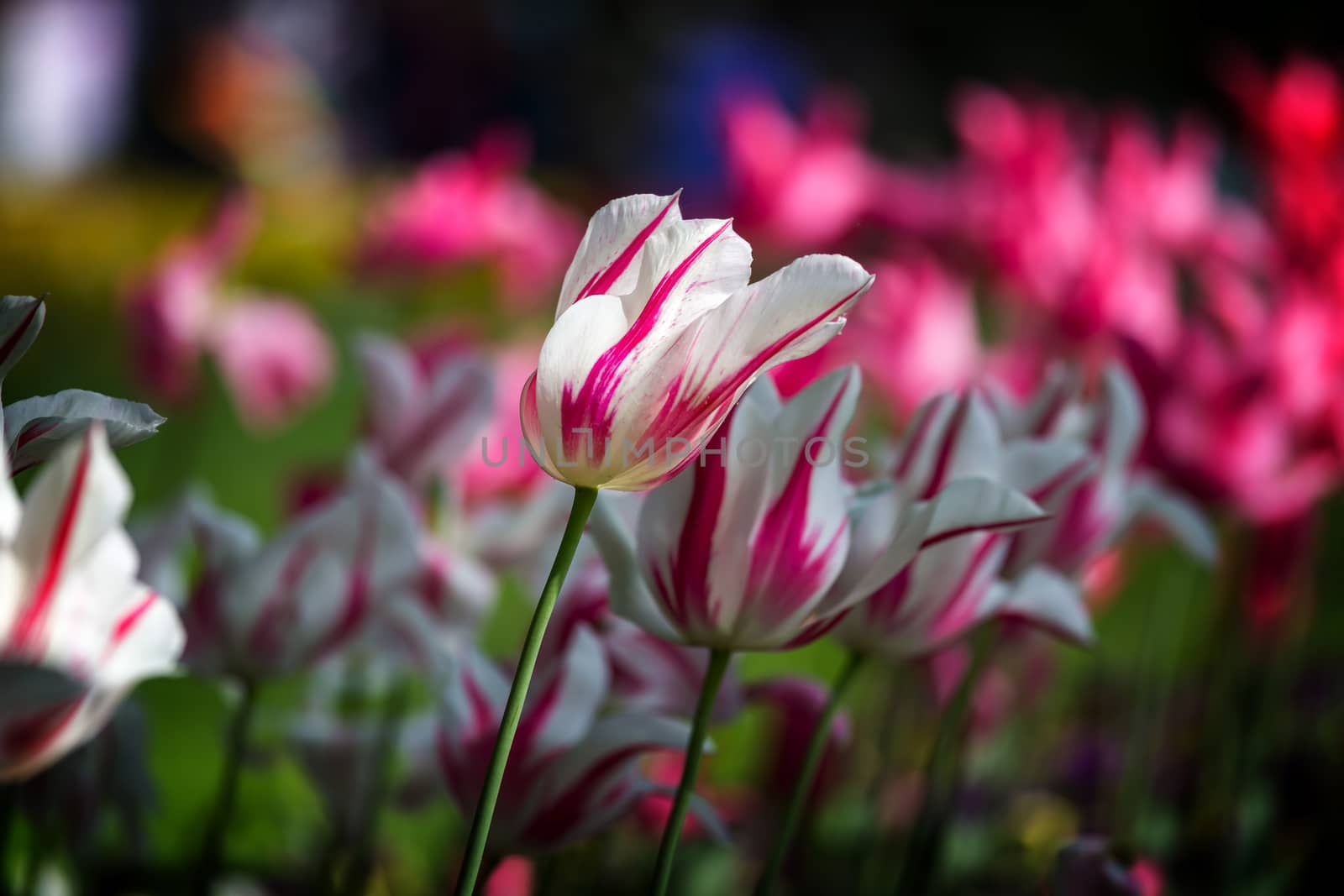 Beautiful white tulip in spring by Digoarpi