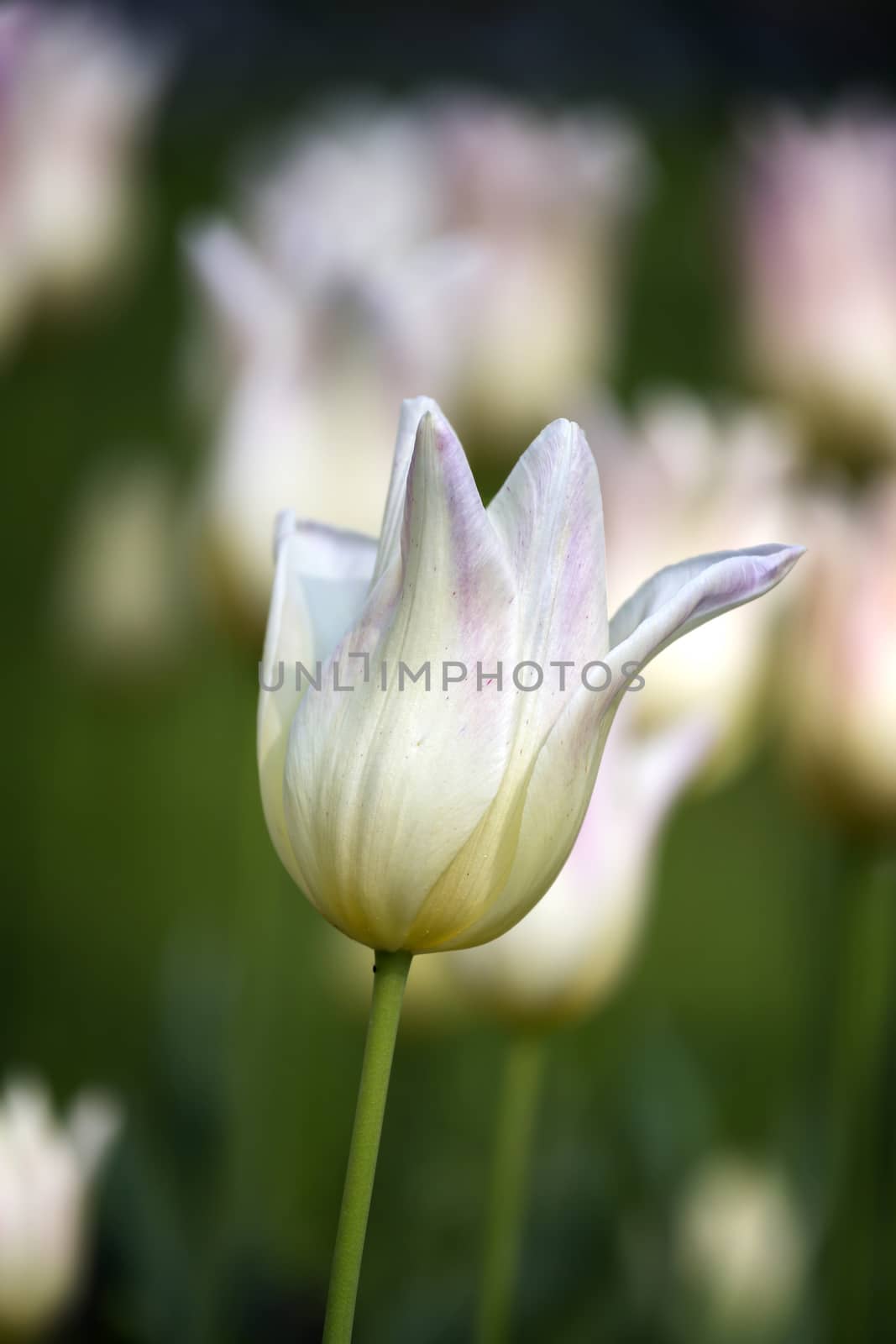 Beautiful white tulips in spring