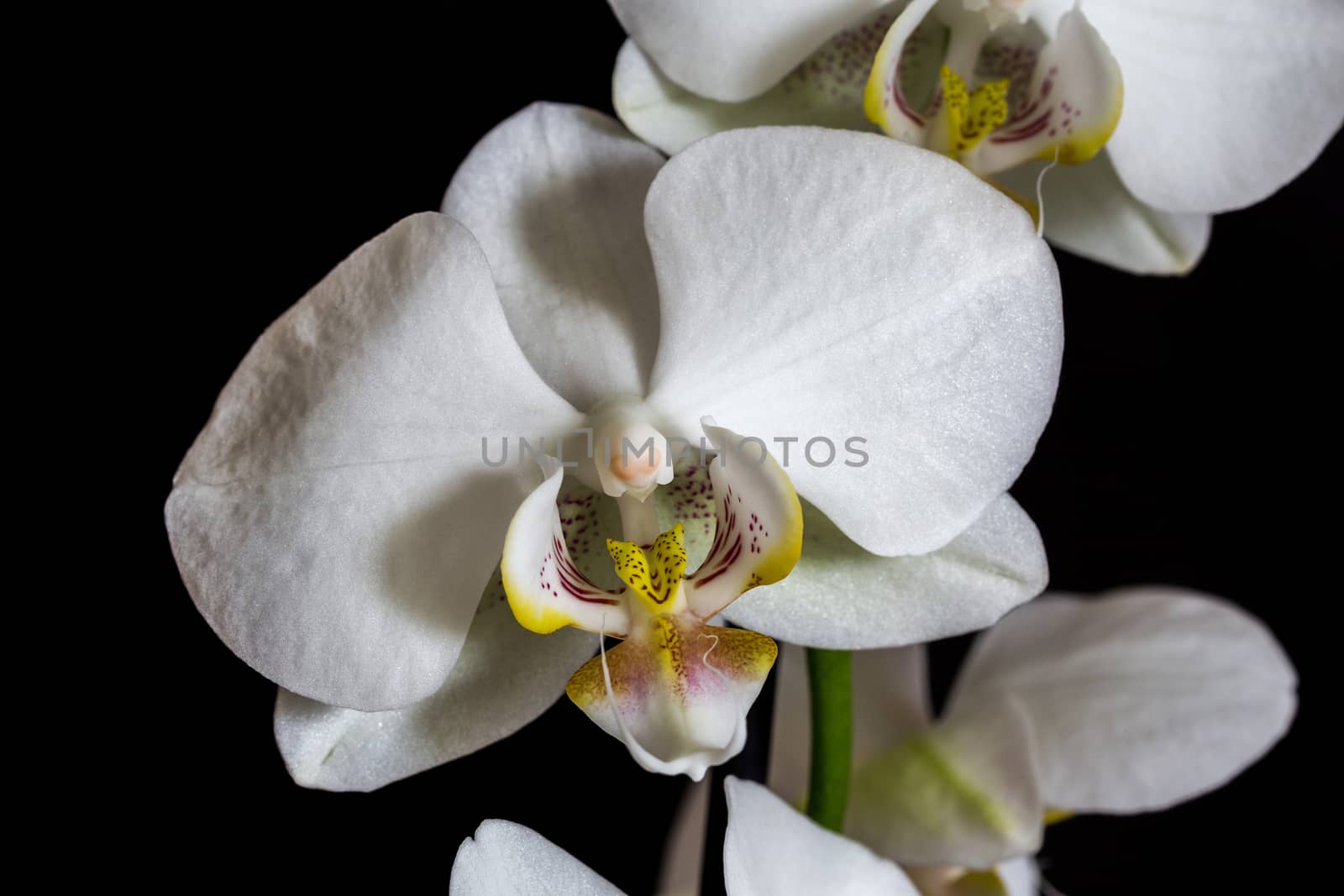 White orchid  by Digoarpi