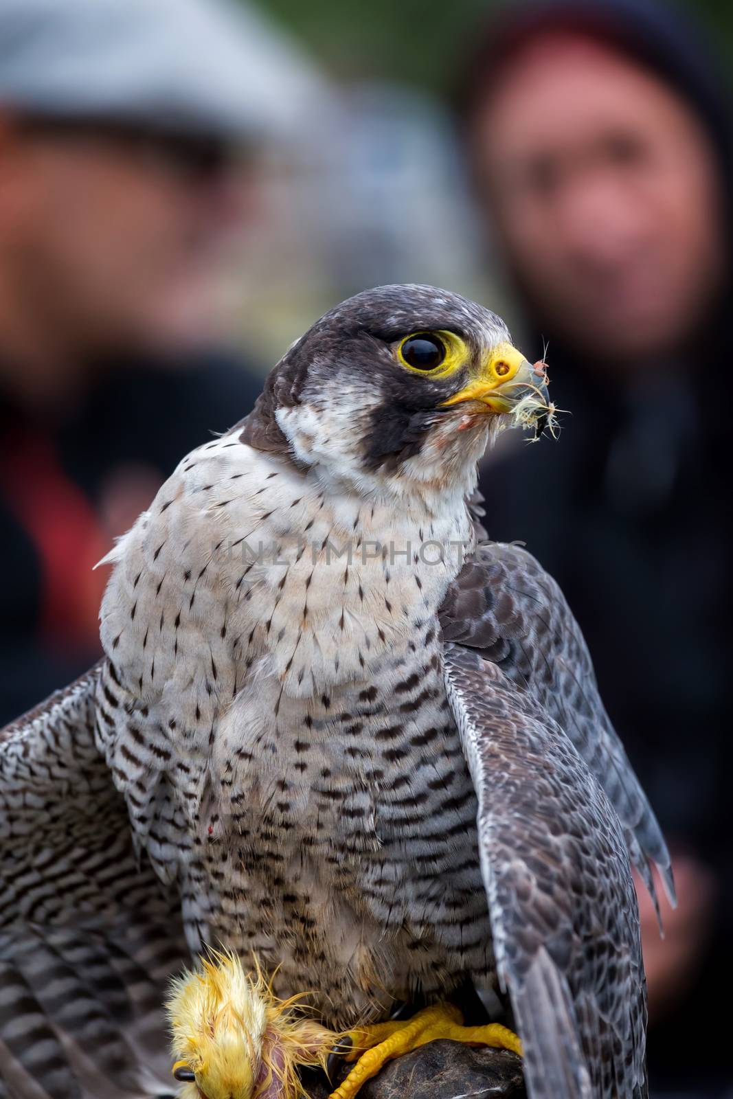 Peregrine Falcon (Falco peregrinus). These birds are the fastest by Digoarpi