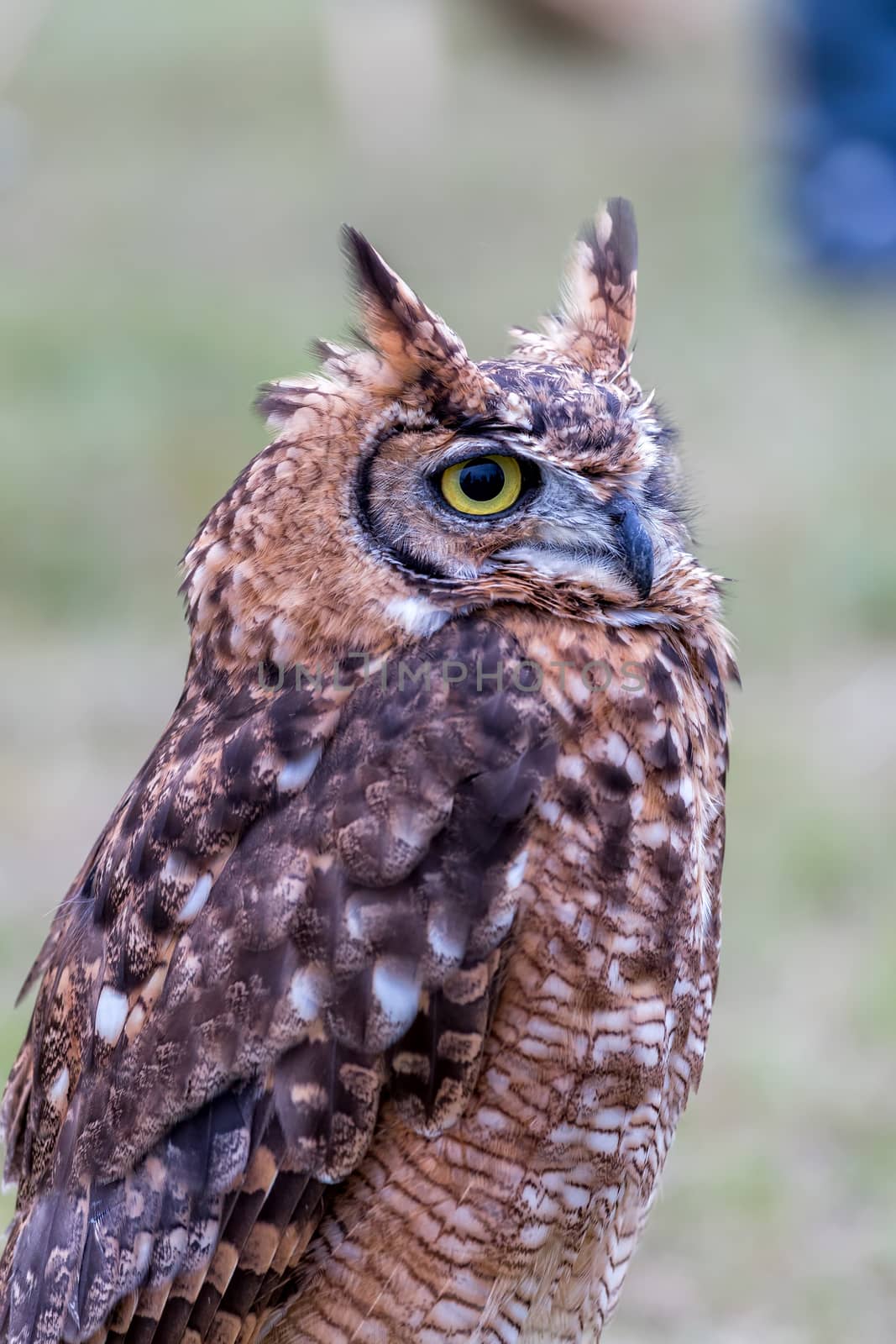 Closeup of Long-eared owl by Digoarpi