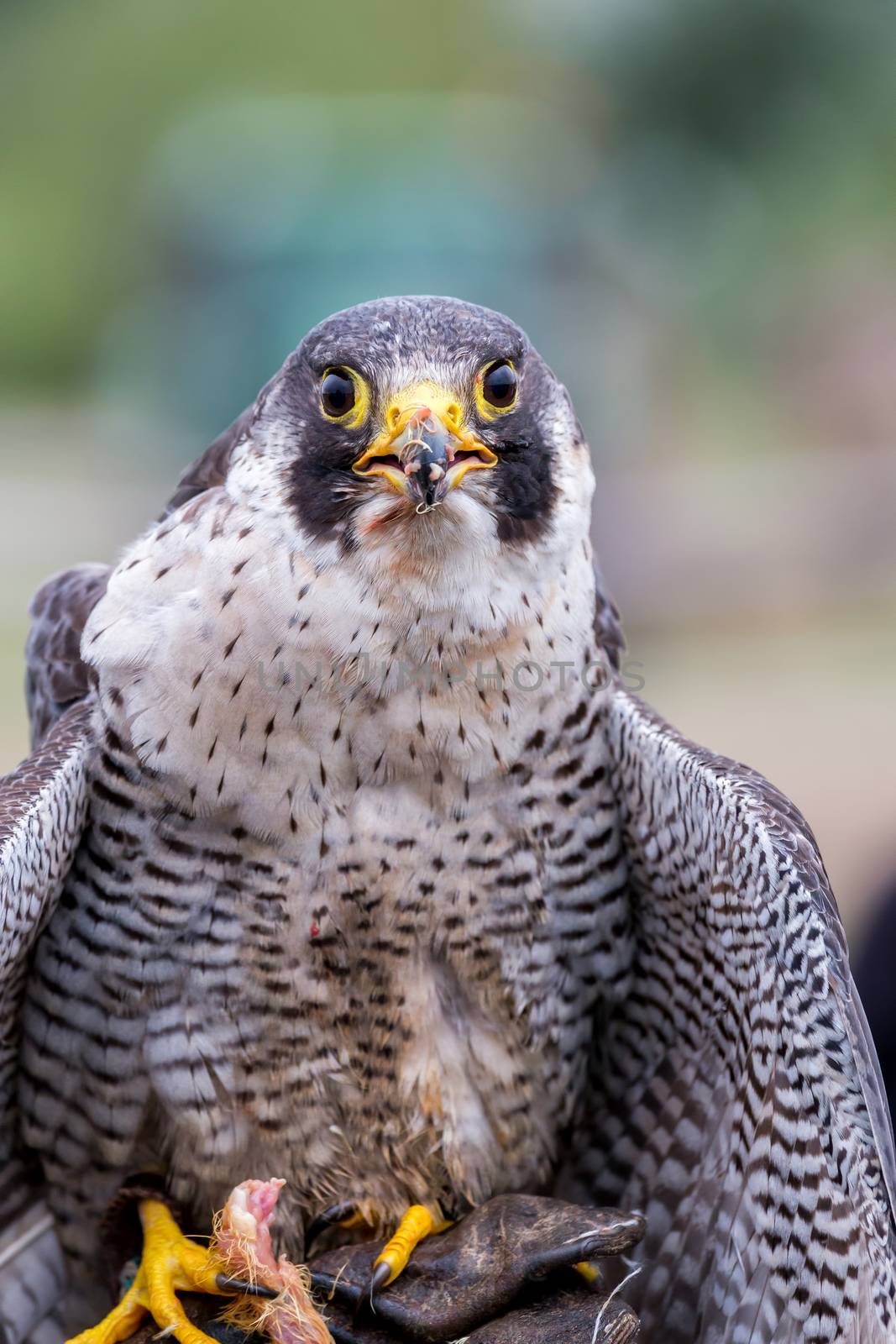 Peregrine Falcon (Falco peregrinus). These birds are the fastest animals in the world.