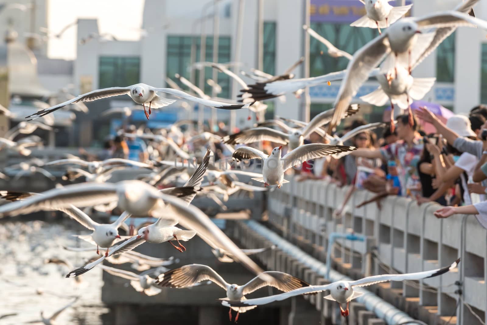 Samut Prakarn, Thailand - December 29, 2019 : Bang Pu provides habitat for large flocks of migratory seagulls annually in the early winter visitors can enjoy with feeding thousands of seagulls