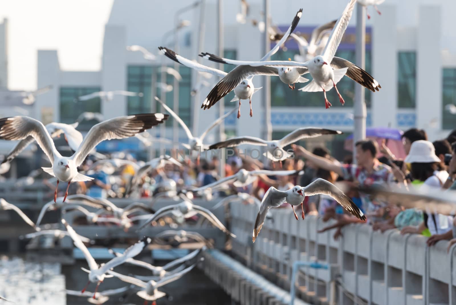 Samut Prakarn, Thailand - December 29, 2019 : Bang Pu provides habitat for large flocks of migratory seagulls annually in the early winter visitors can enjoy with feeding thousands of seagulls