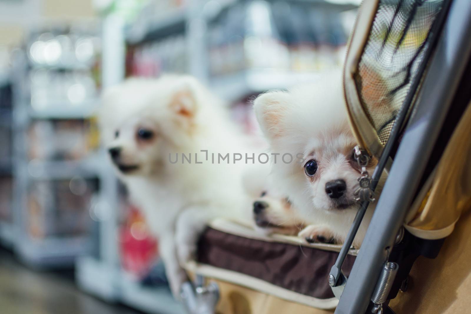 Bangkok, Thailand - July 2, 2016 : Unidentified asian dog owner with a dog feeling happy when owner and  pet (The dog) on shopping cart allowed to entrance for pets expo or exhibit hall