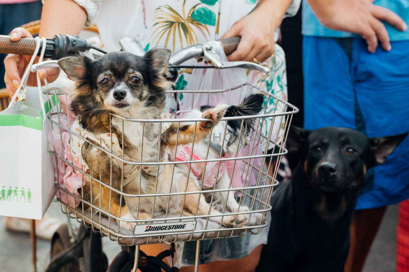 Bangkok, Thailand - December 19, 2015 : Unidentified asian dog owner with a dog feeling happy when owner and  pet (The dog) on shopping cart allowed to entrance for pets expo or exhibit hall