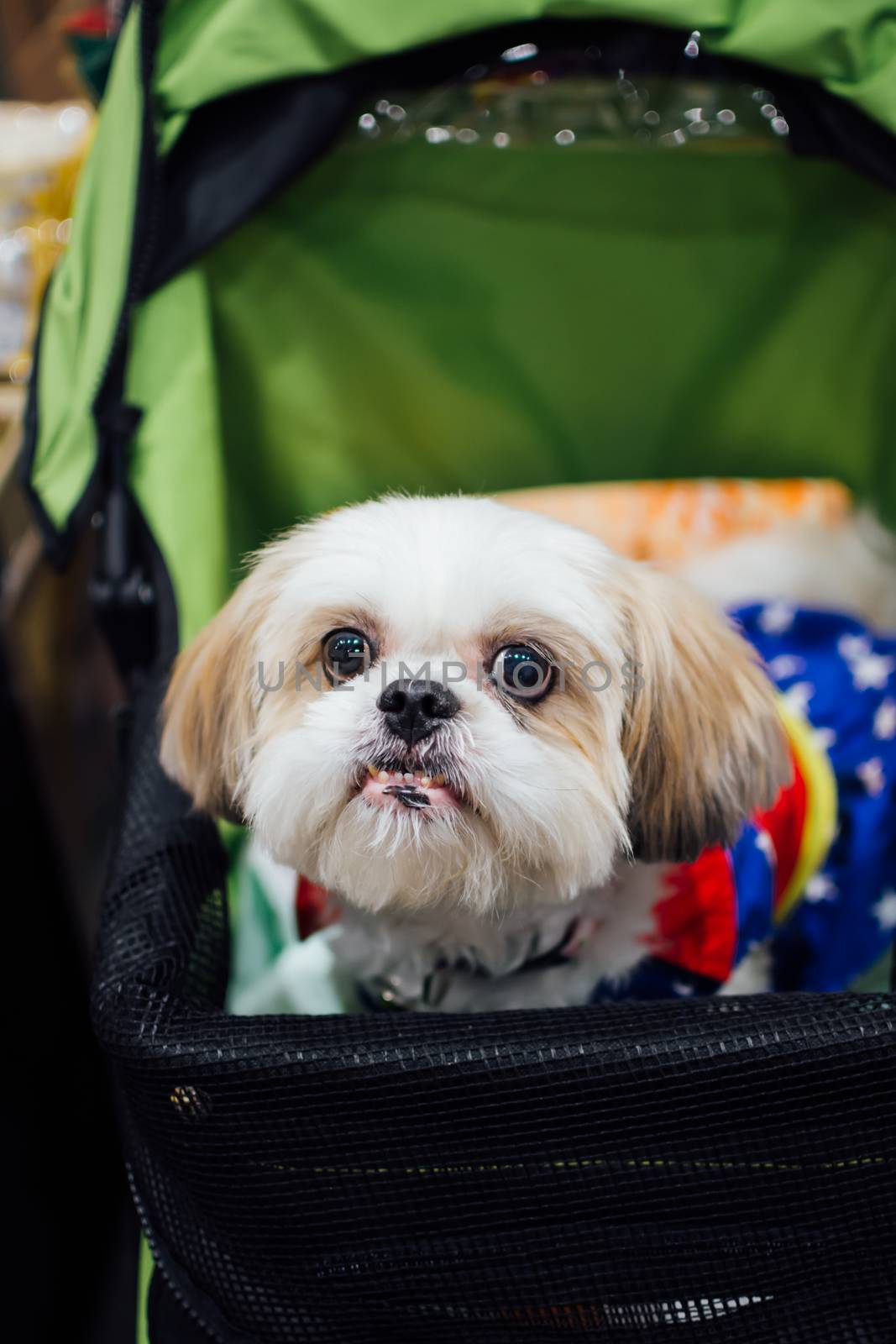 Bangkok, Thailand - July 2, 2016 : Unidentified asian dog owner with a dog feeling happy when owner and  pet (The dog) on shopping cart allowed to entrance for pets expo or exhibit hall