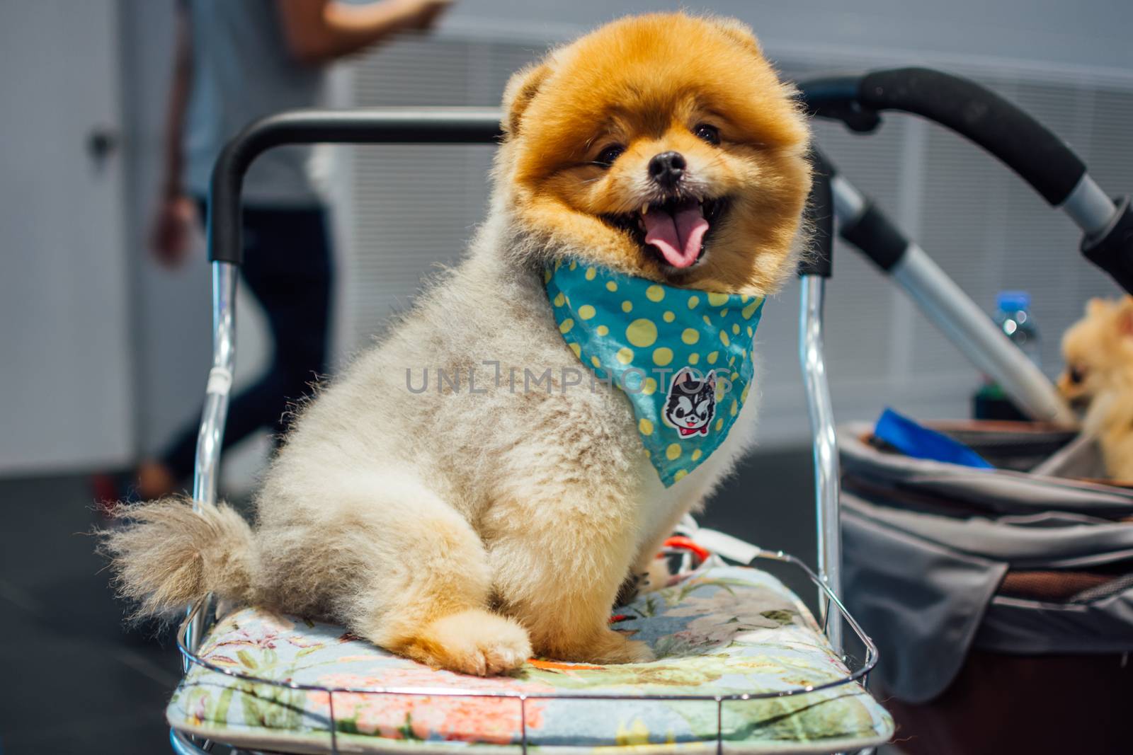 Bangkok, Thailand - July 2, 2016 : Unidentified asian dog owner with a dog feeling happy when owner and  pet (The dog) on shopping cart allowed to entrance for pets expo or exhibit hall