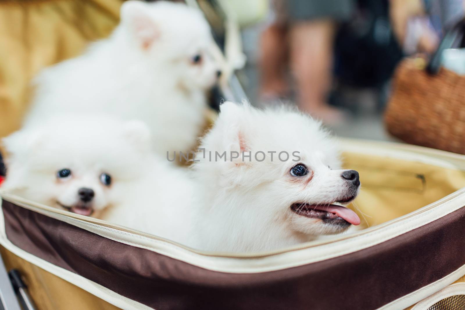 Bangkok, Thailand - July 2, 2016 : Unidentified asian dog owner with a dog feeling happy when owner and  pet (The dog) on shopping cart allowed to entrance for pets expo or exhibit hall