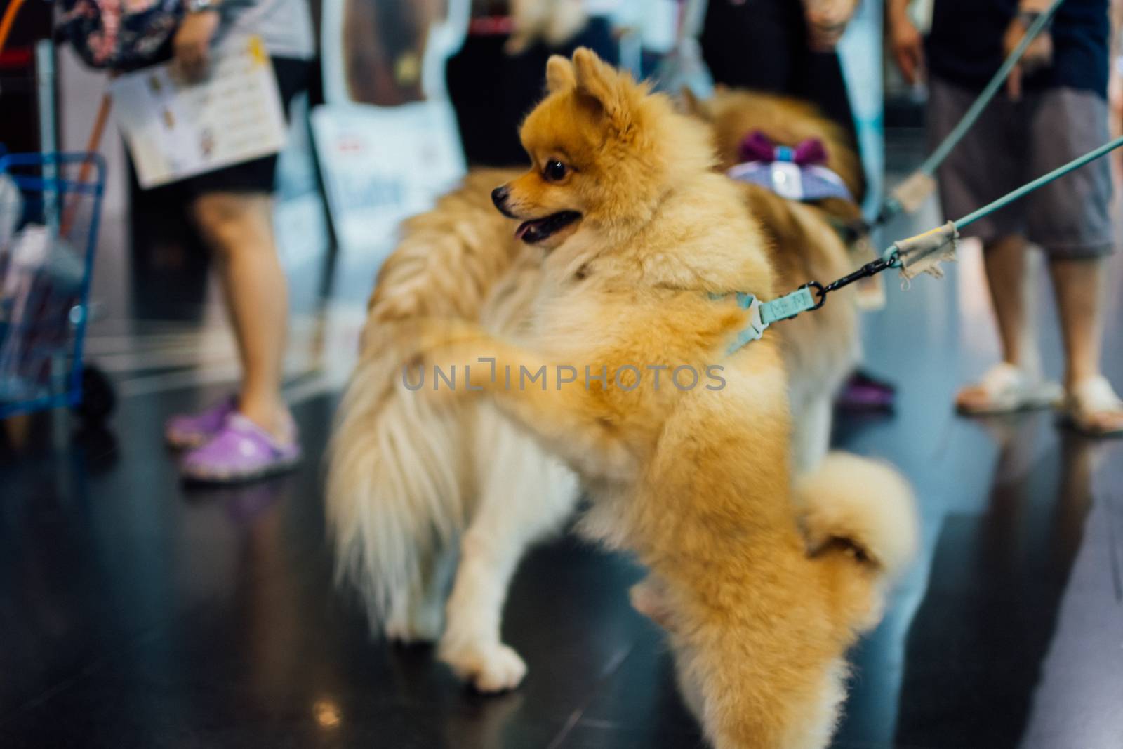 Bangkok, Thailand - July 2, 2016 : Unidentified asian dog owner with a dog feeling happy when owner and  pet (The dog) on shopping cart allowed to entrance for pets expo or exhibit hall