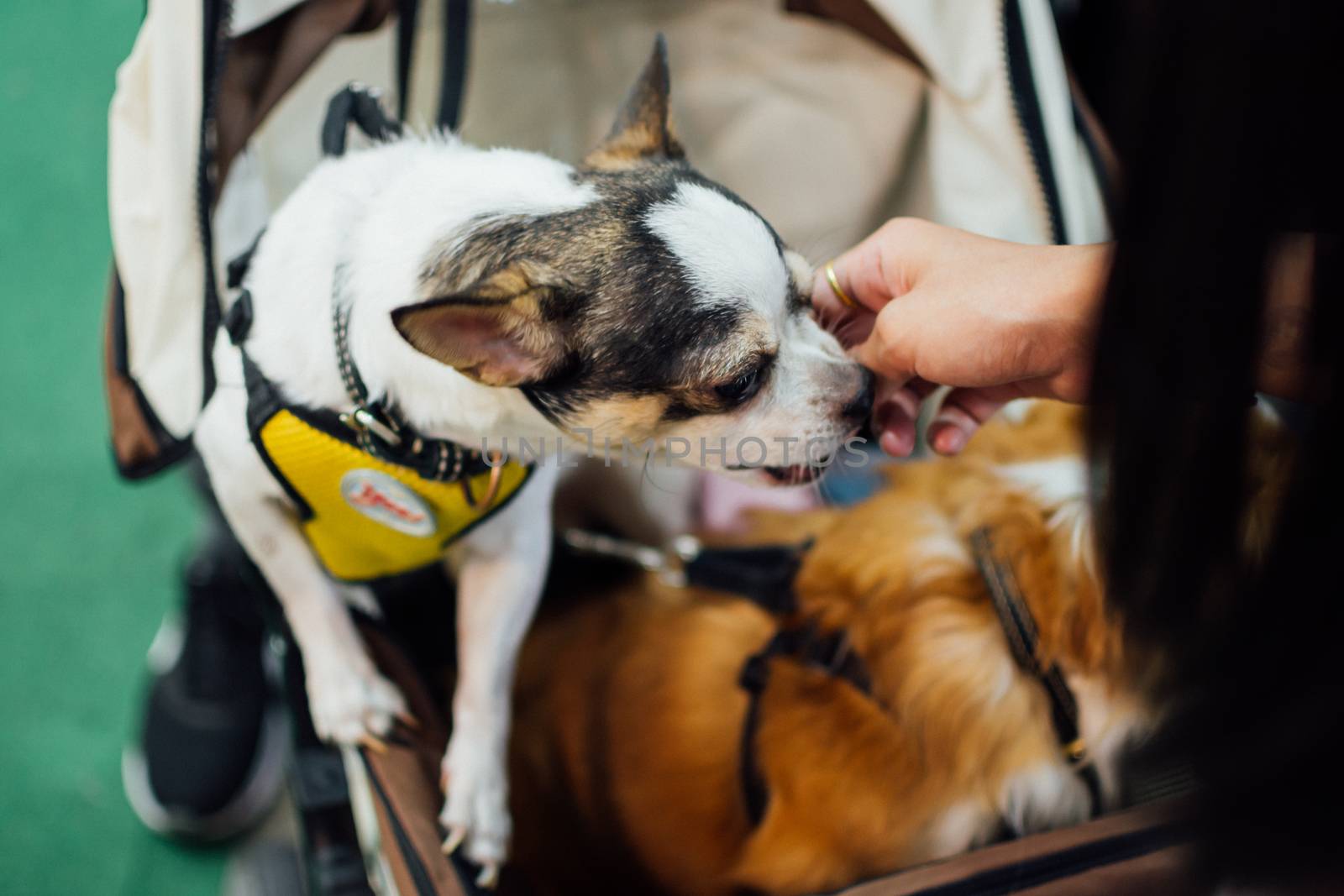 Asian dog owner and the dog in pets expo by PongMoji