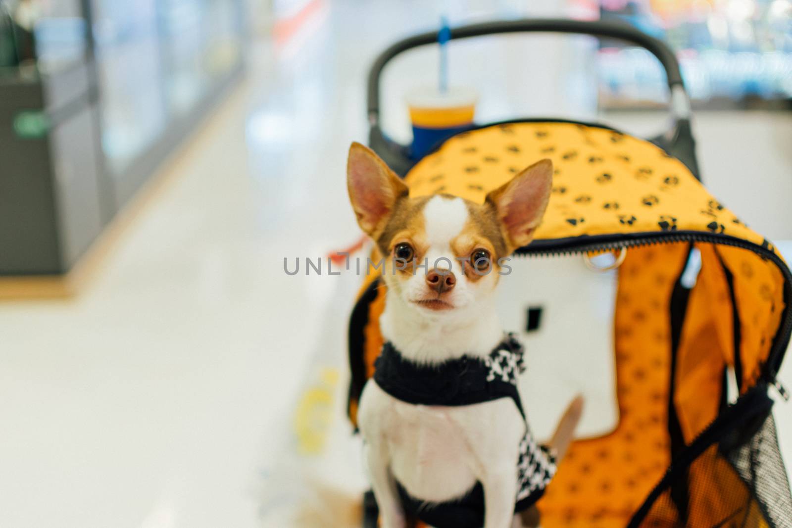 Bangkok, Thailand - December 30, 2015 : Unidentified asian dog owner with a dog feeling happy when owner and  pet (The dog) on shopping cart allowed to entrance for pets expo or exhibit hall