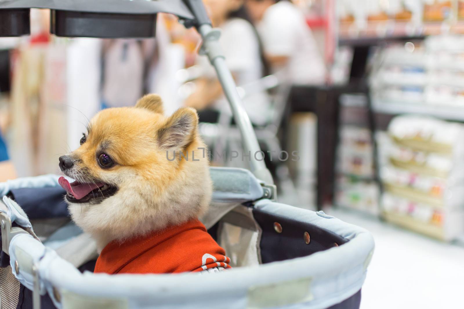 Bangkok, Thailand - July 2, 2016 : Unidentified asian dog owner with a dog feeling happy when owner and  pet (The dog) on shopping cart allowed to entrance for pets expo or exhibit hall