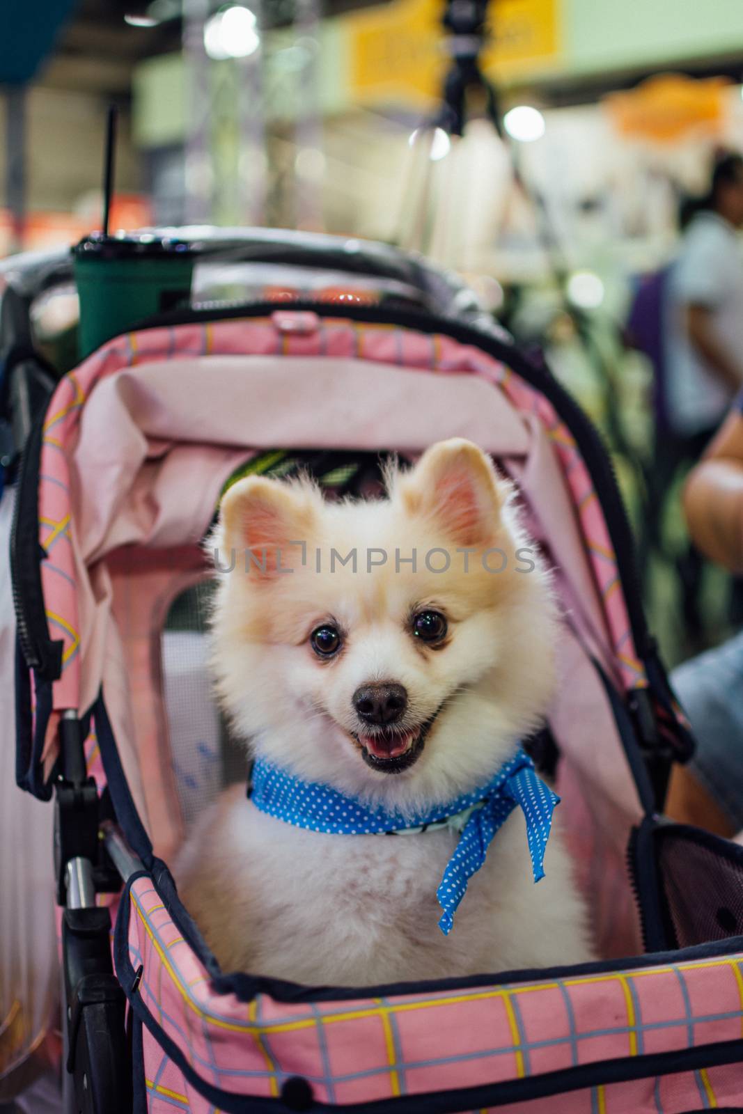 Bangkok, Thailand - July 2, 2016 : Unidentified asian dog owner with a dog feeling happy when owner and  pet (The dog) on shopping cart allowed to entrance for pets expo or exhibit hall