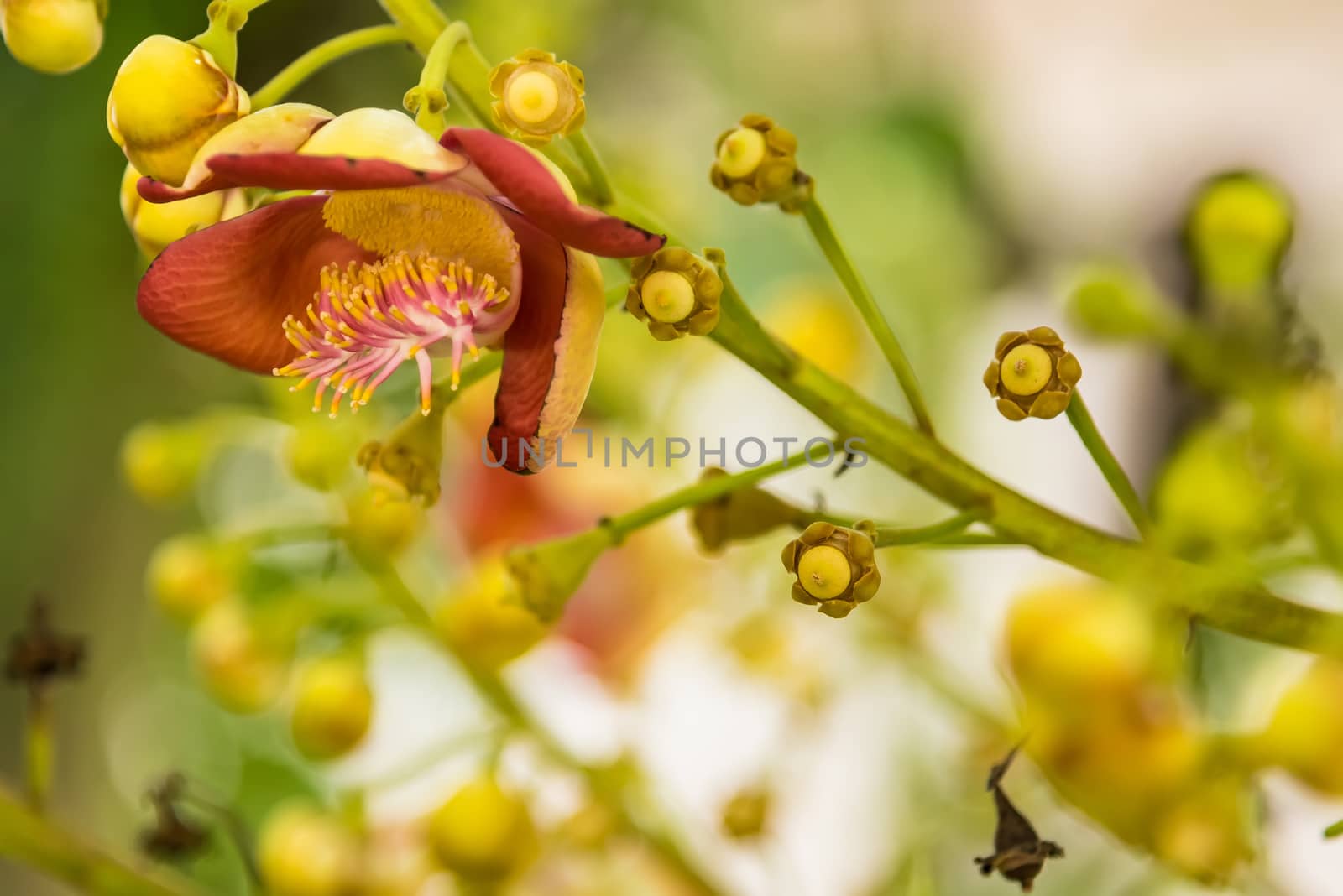 shorea robusta flowers also know as Sakhua or Shala is a species by Bubbers