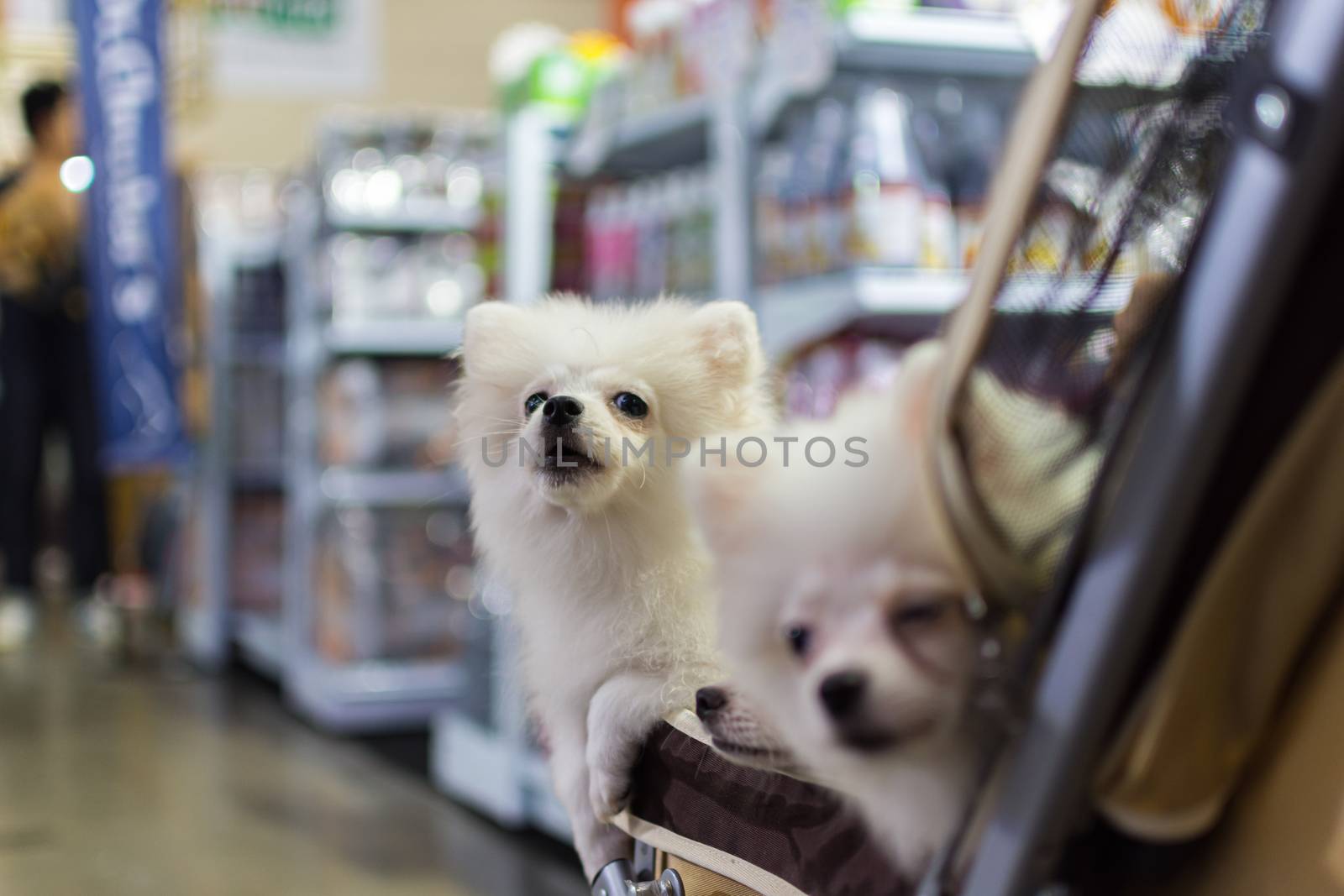 Bangkok, Thailand - July 2, 2016 : Unidentified asian dog owner with a dog feeling happy when owner and  pet (The dog) on shopping cart allowed to entrance for pets expo or exhibit hall