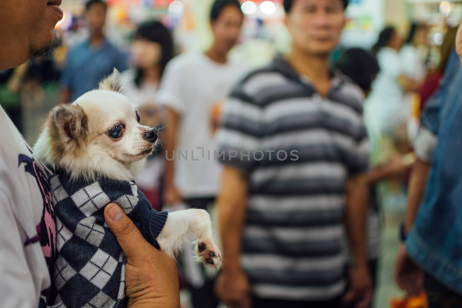 Bangkok, Thailand - July 2, 2016 : Unidentified asian dog owner with a dog feeling happy when owner and  pet (The dog) on shopping cart allowed to entrance for pets expo or exhibit hall