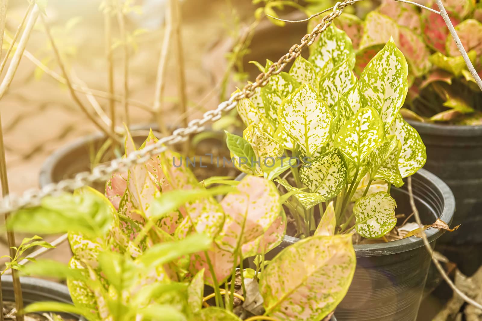 Green leaves background with the morning sun light.Thailand.