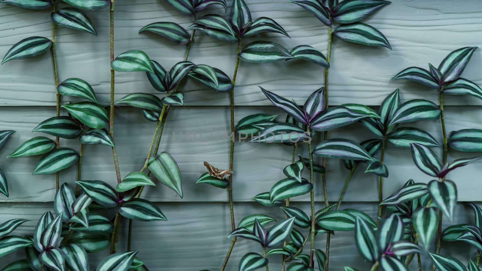 Plant leat with white and green grown on white wall background.