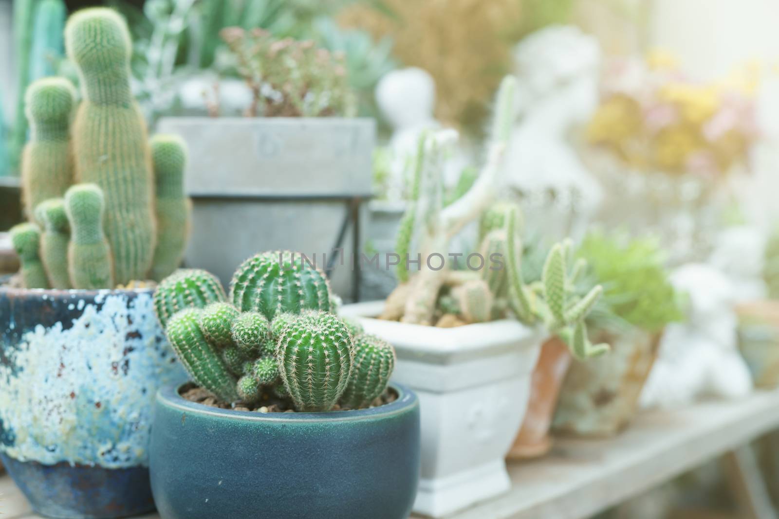 Succulents and home plants in ceramic pots and cement sculpture roman style decoration.