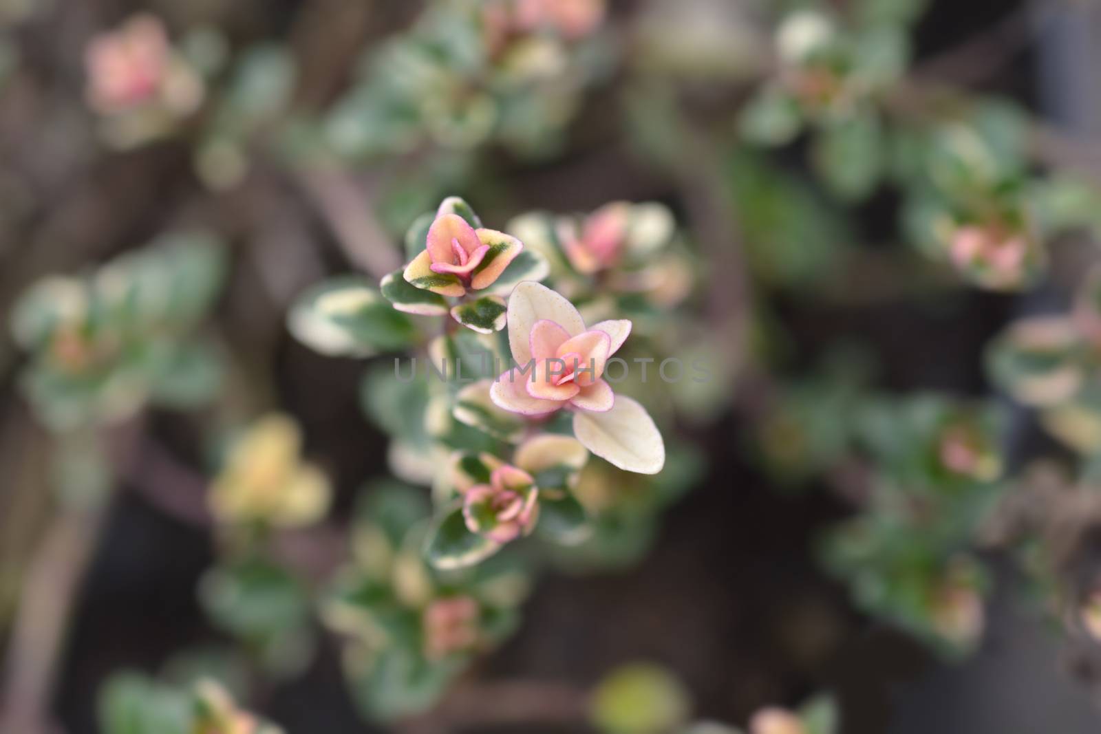 Foxley Thyme leaves - Latin name - Thymus pulegioides Foxley