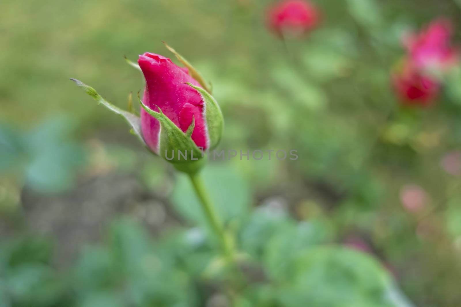 close up pink rose bud in nature by yilmazsavaskandag