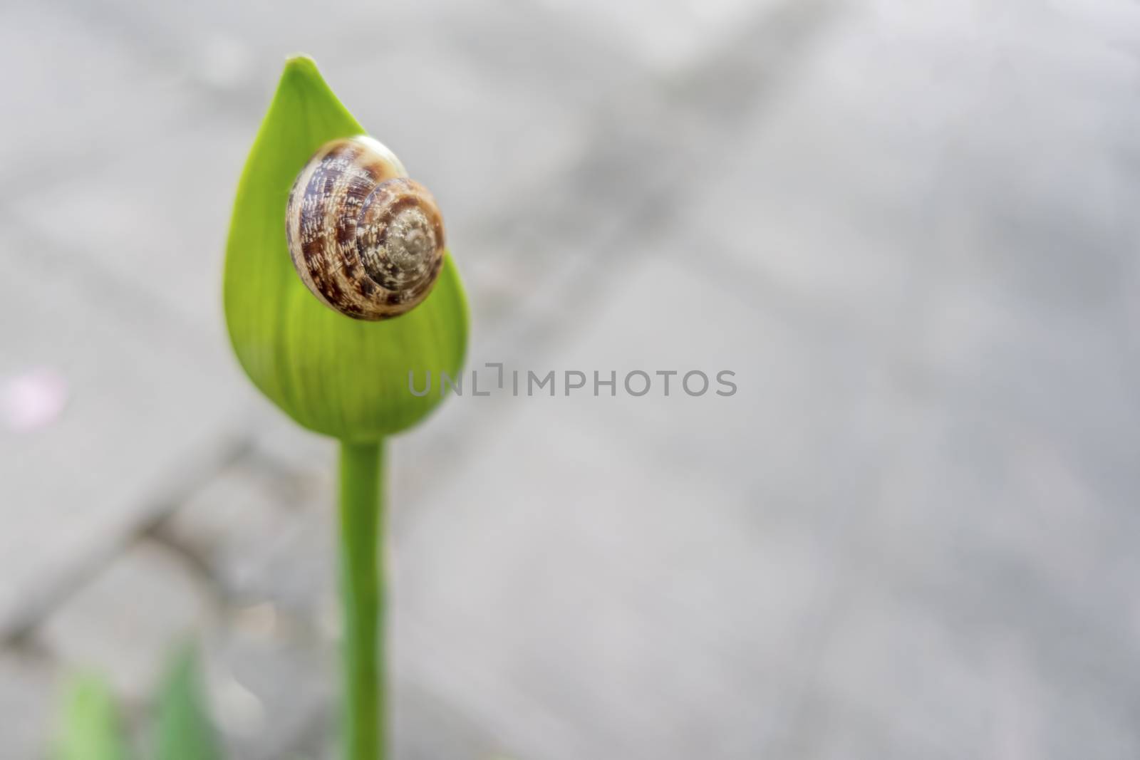 snail on a leaf in nature