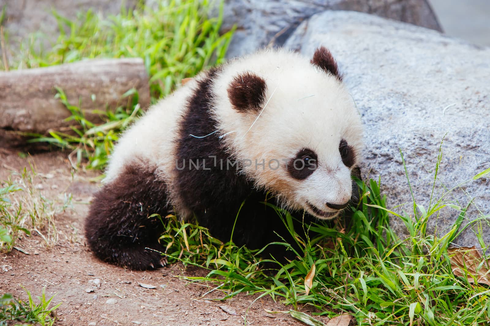 A baby panda walks during the day in San Diego, California, USA