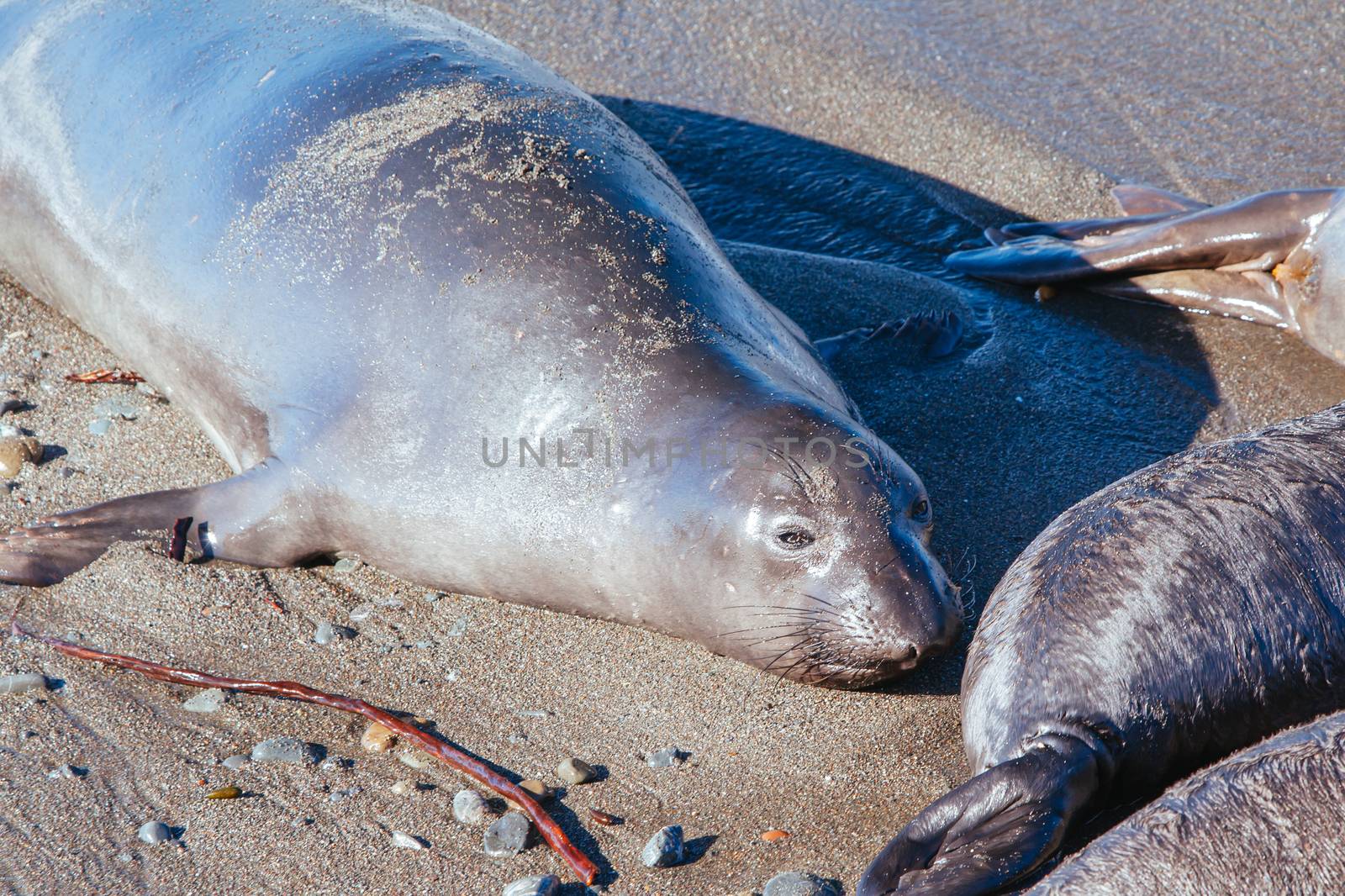 Hundreds of elephant seals lay on a beach during mating season near San Simeon, California, USA