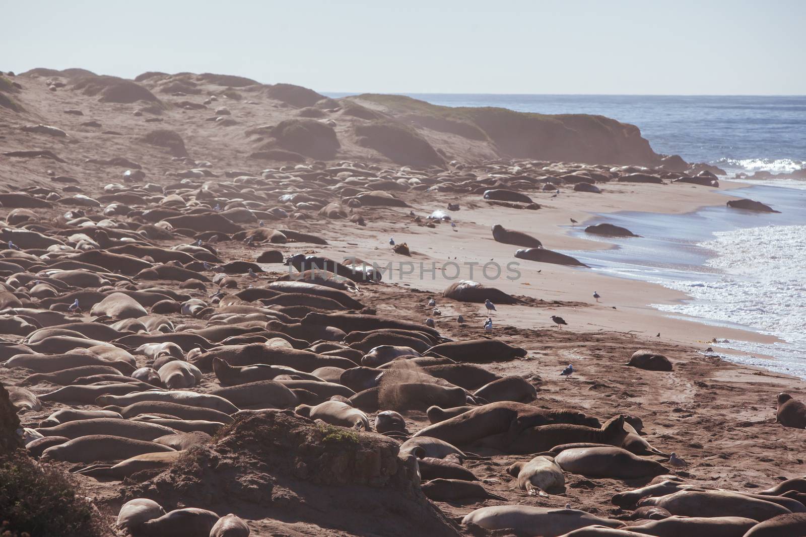 Hundreds of elephant seals lay on a beach during mating season near San Simeon, California, USA