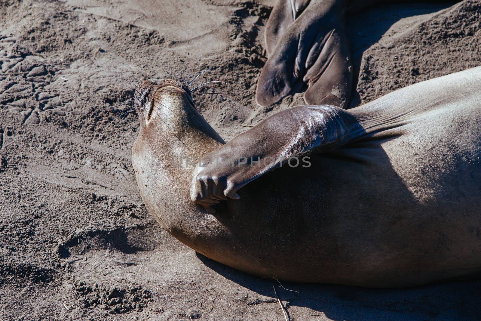 Elephant Seals in California USA by FiledIMAGE