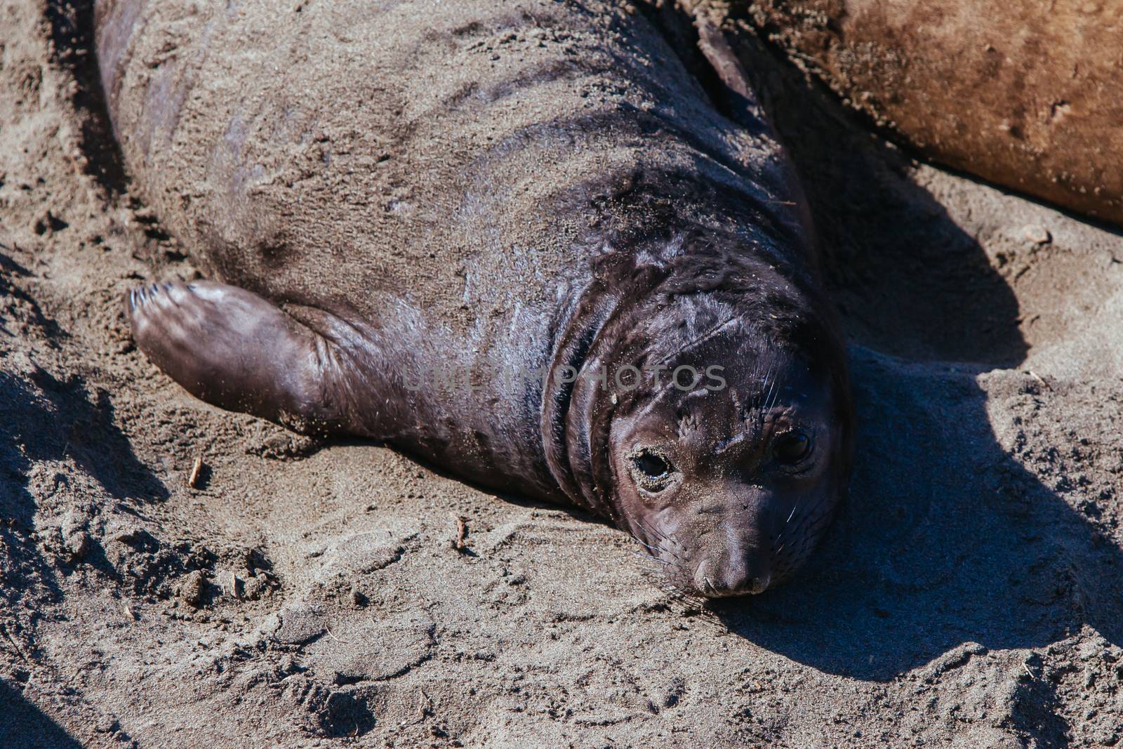 Hundreds of elephant seals lay on a beach during mating season near San Simeon, California, USA