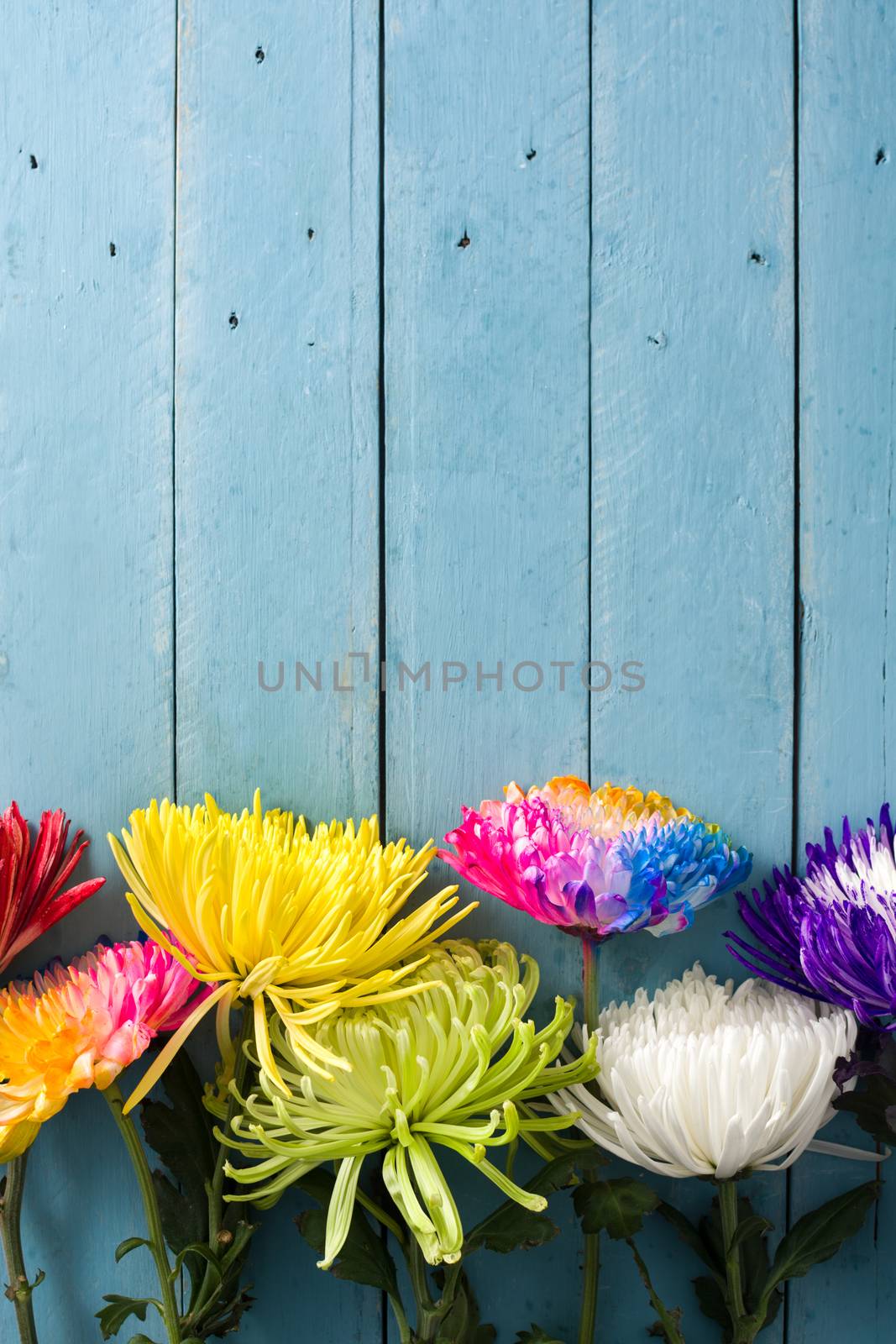 Different colorful flowers bouquet on blue wooden background