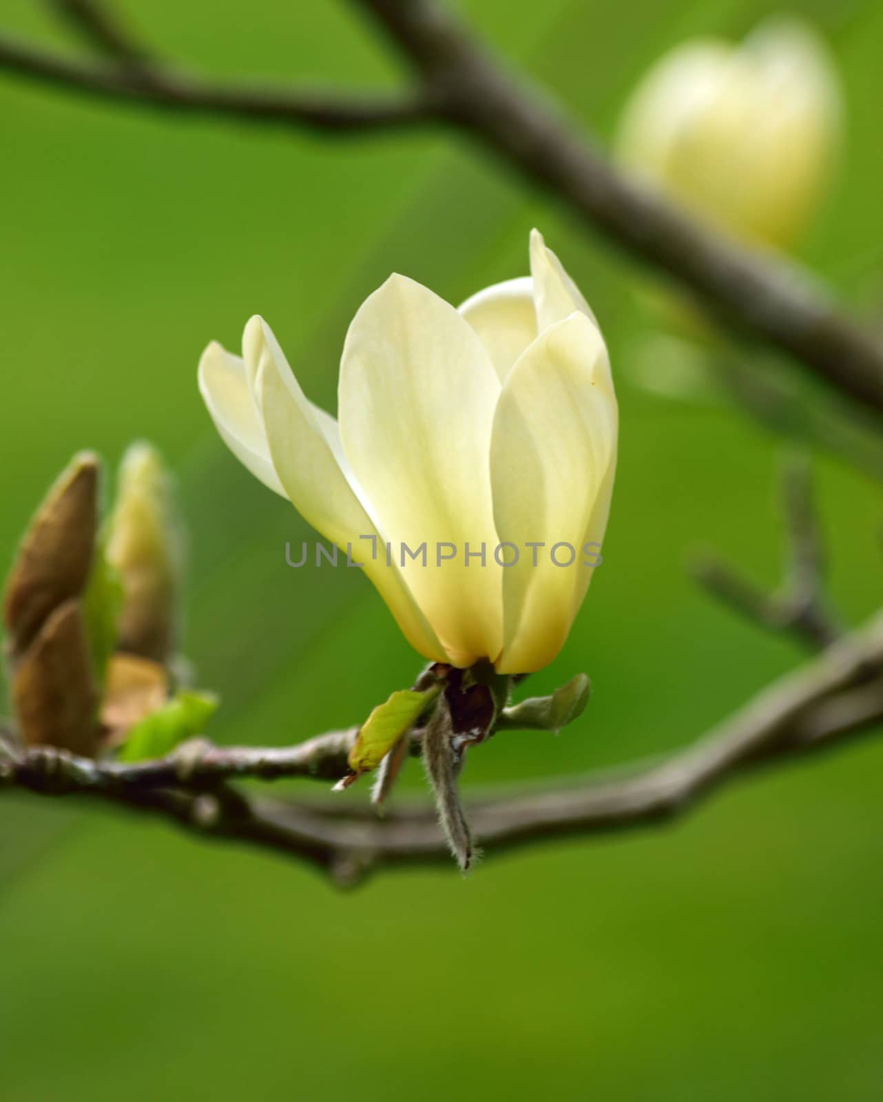 Beautiful and vibrantly colorful Flower Portraits and interesting and unusual gardens.