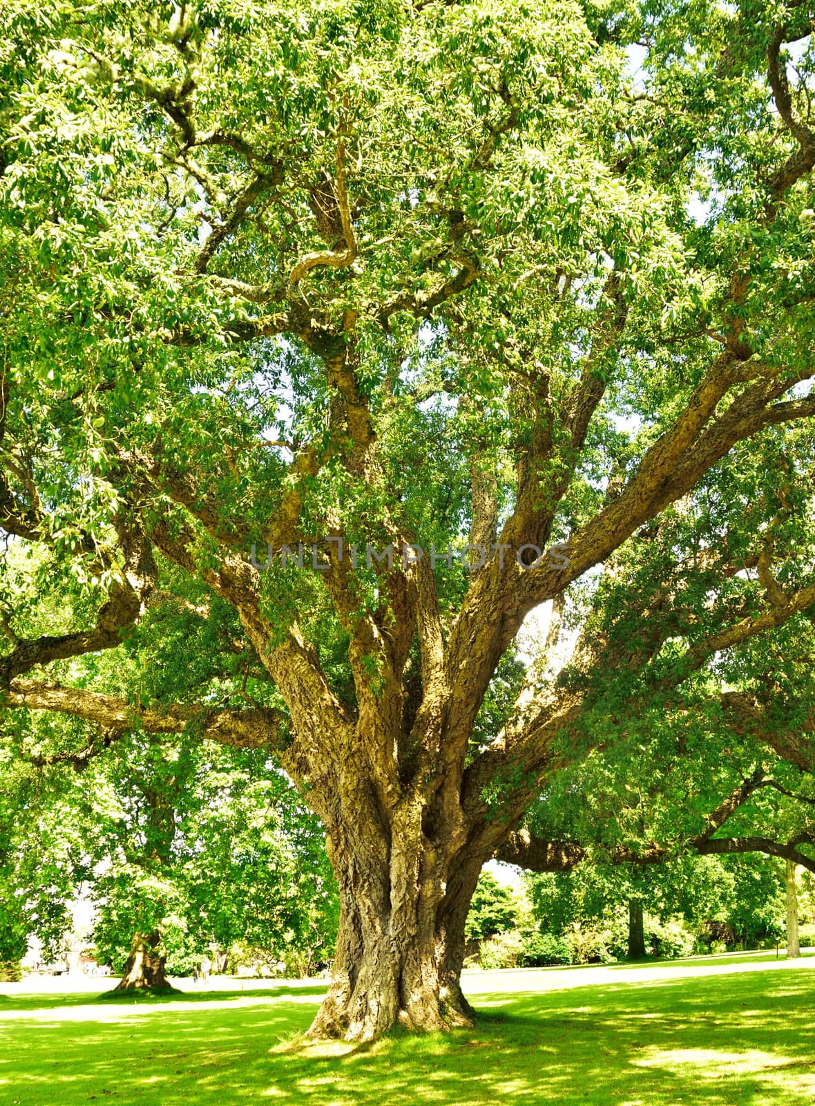 Woodland makes up a large percentage of countryside and the display of forest and individual trees a wonder to behold.