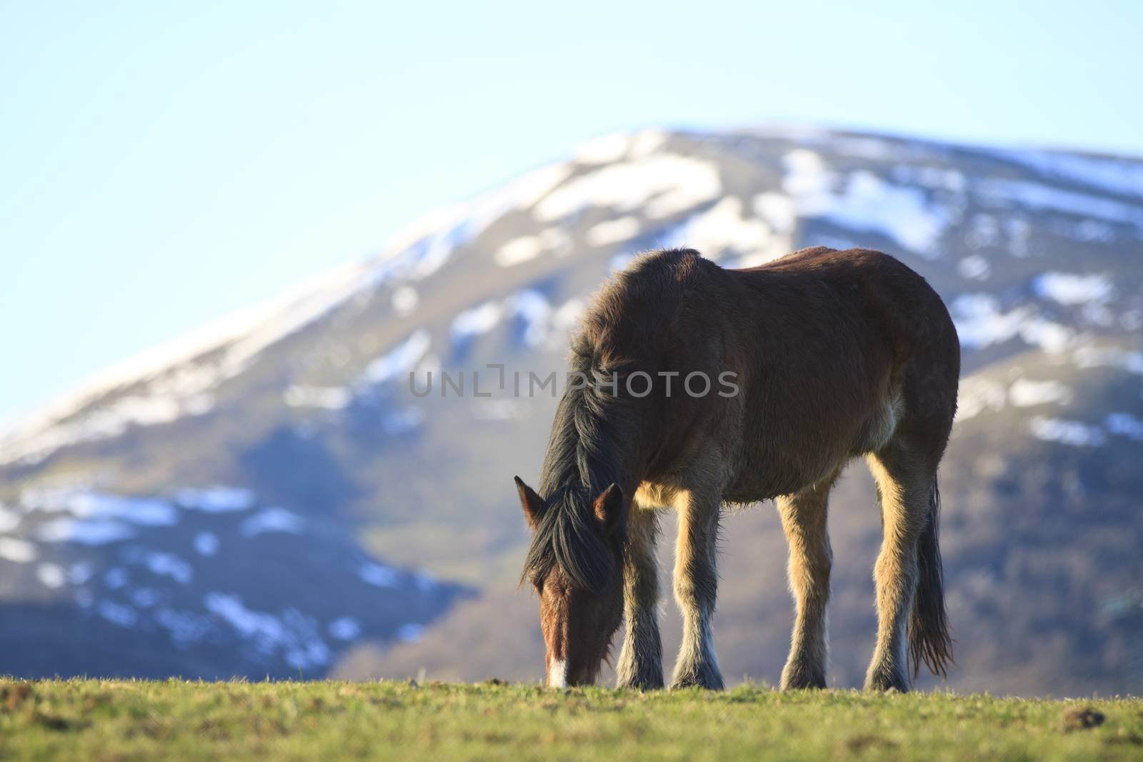 Horse feeding and snow mountain at background.