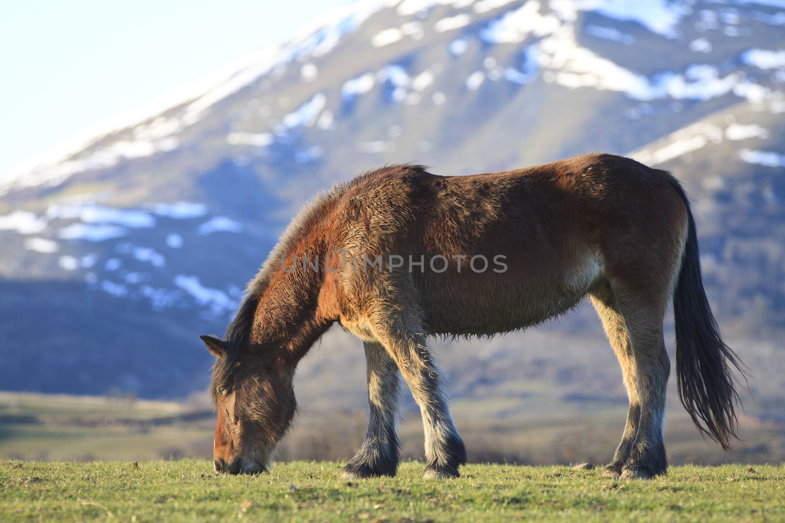 Horse feeding and snow mountain at background.