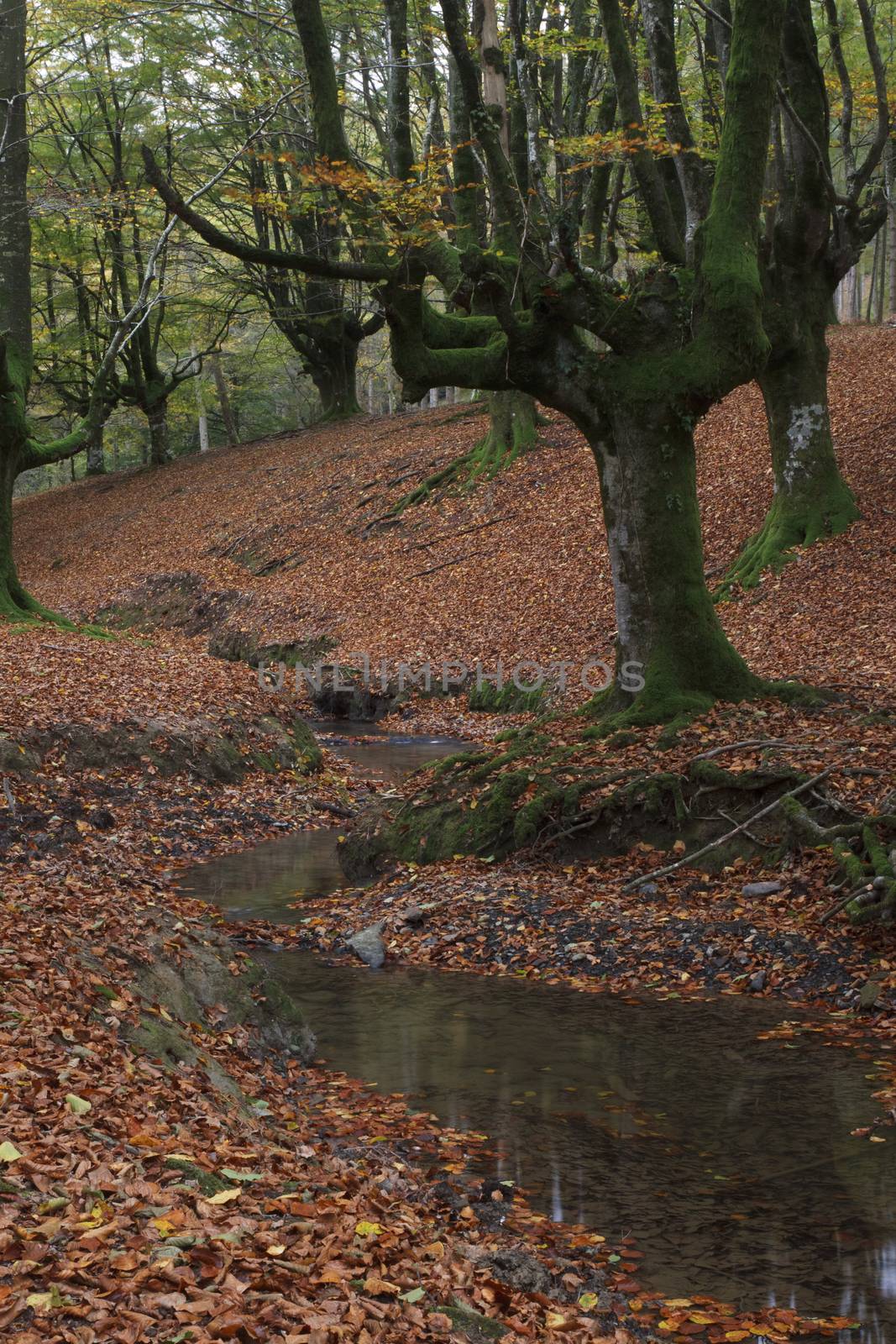 Beech forest by Nemida