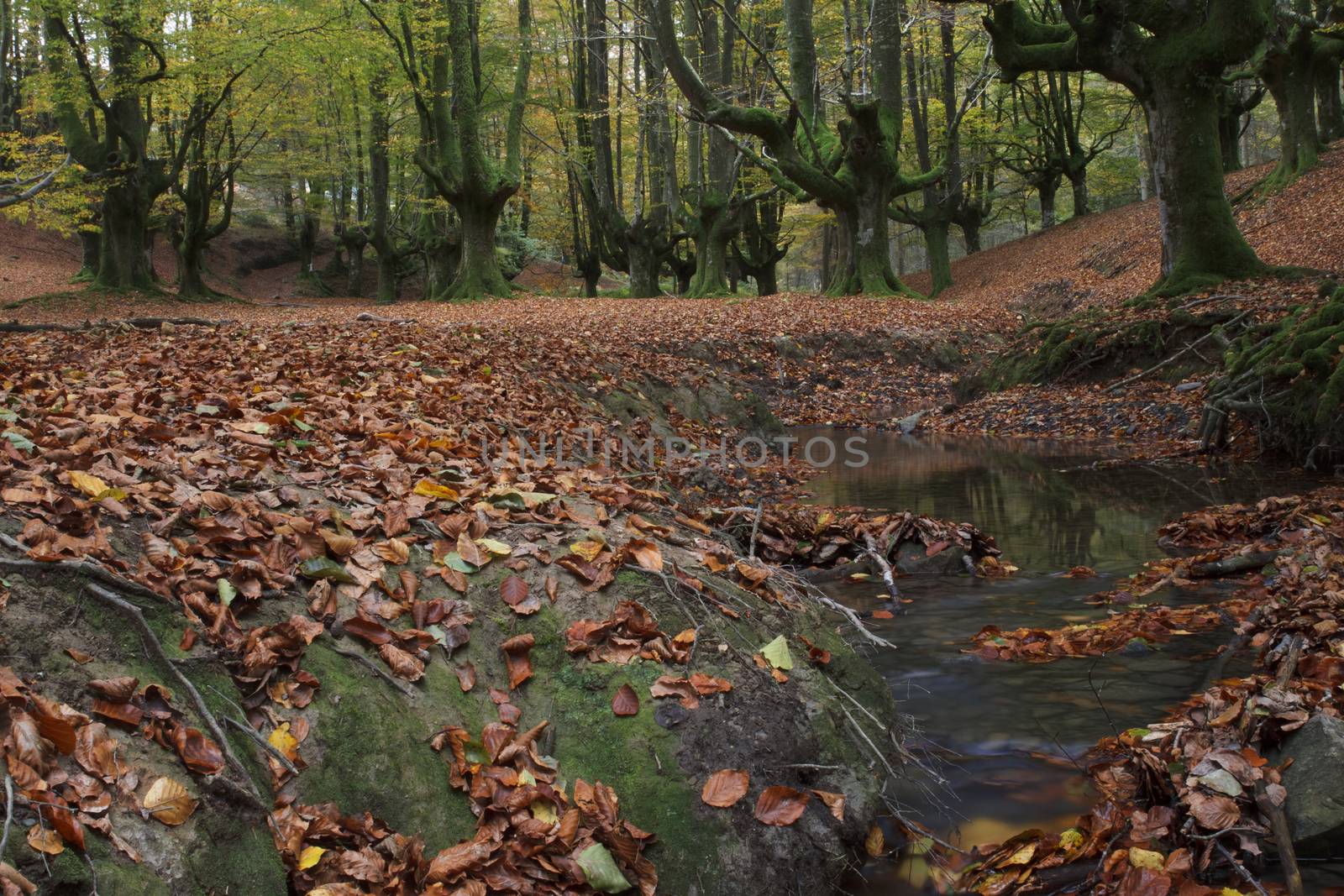 Beech forest in Gorbea Natural Park