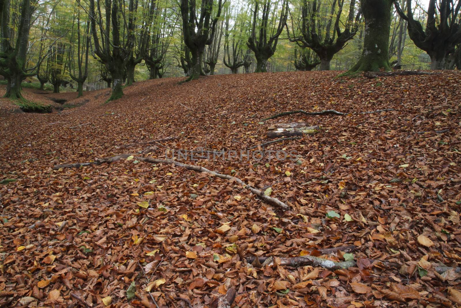 Beech forest by Nemida