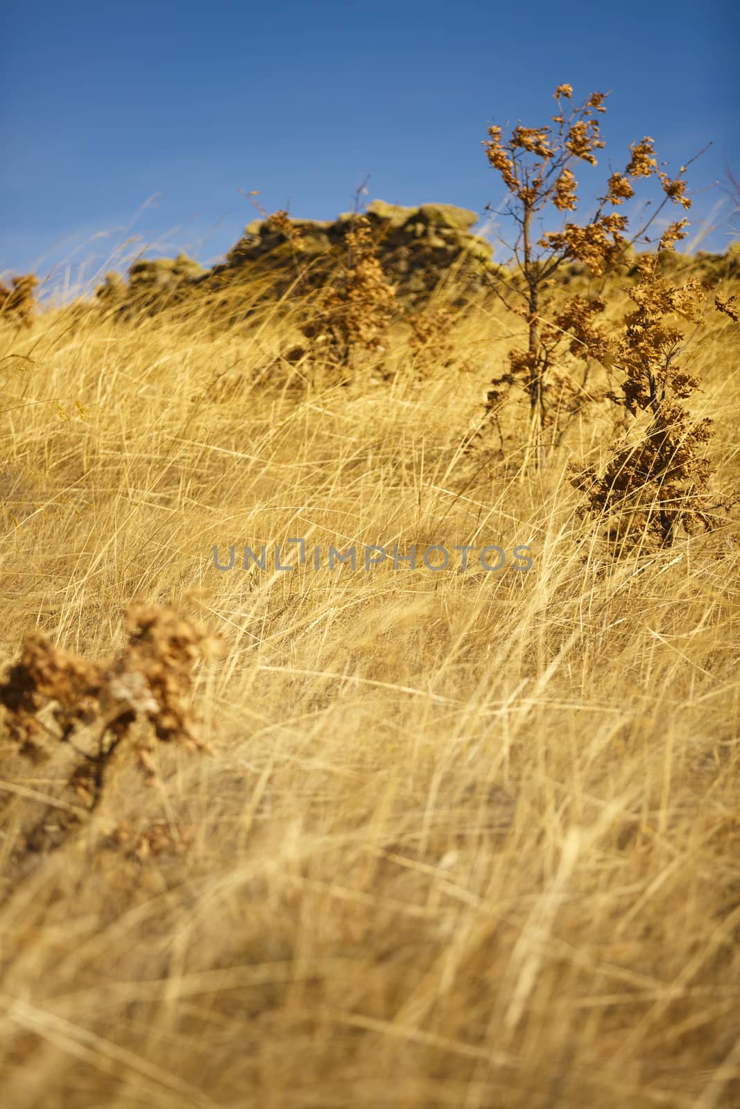 Field of Straws by Nemida