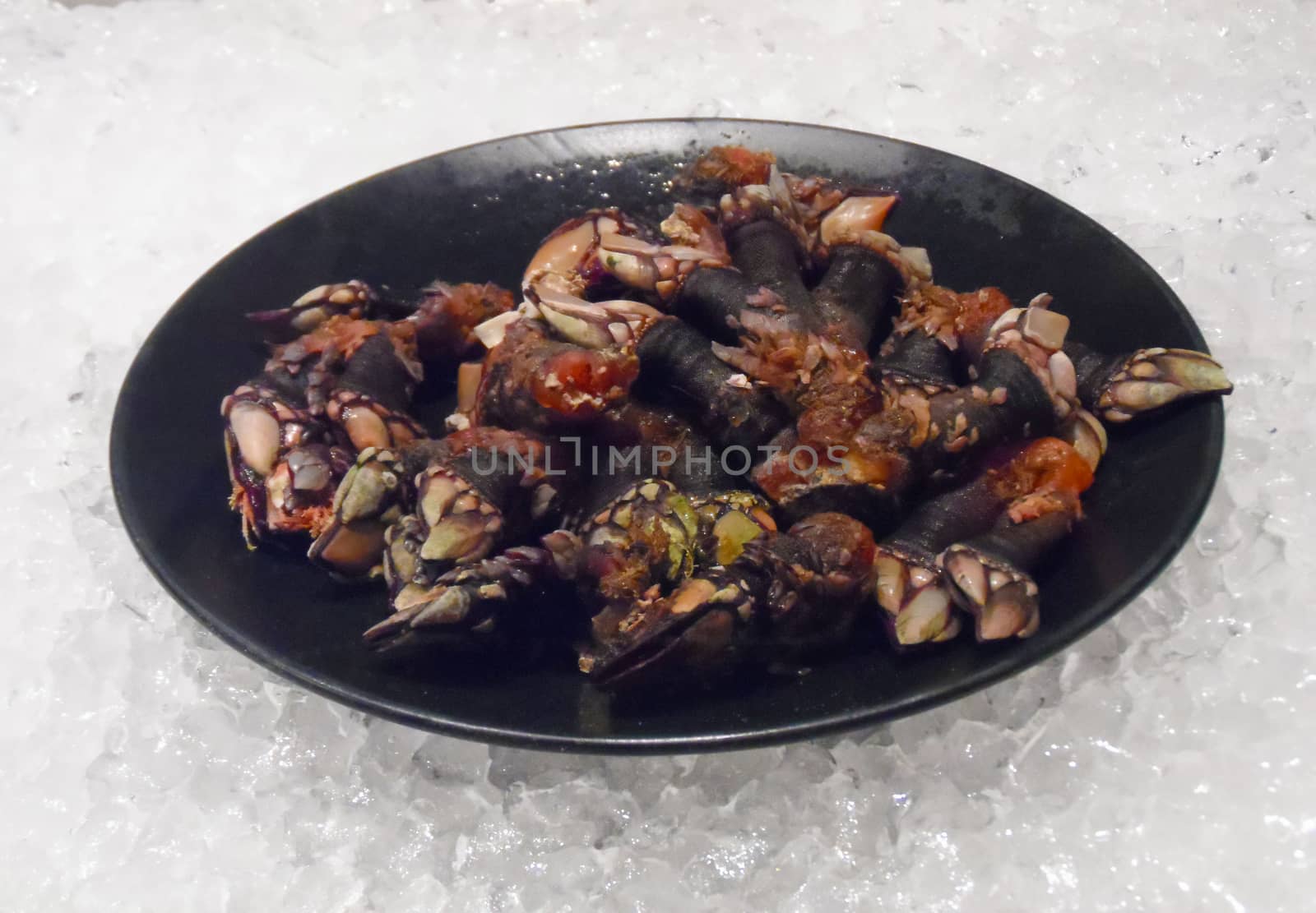 Plate of barnacles on ice. Fotografía de Gema Ibarra. Prohibida su utilización para cualquier uso sin autorización.Todos los derechos reservados.