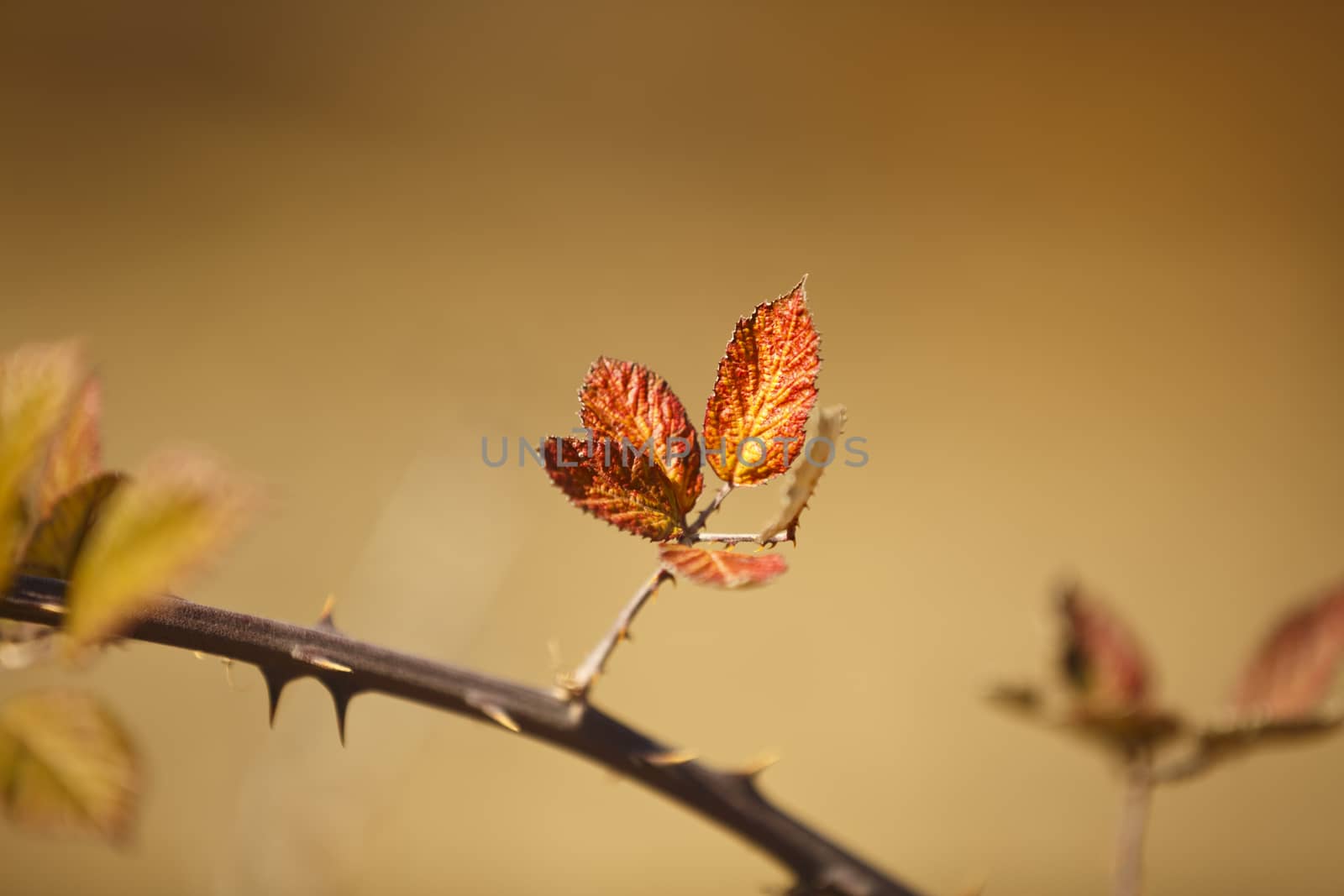 Detail of red leaves in a branch. DOF