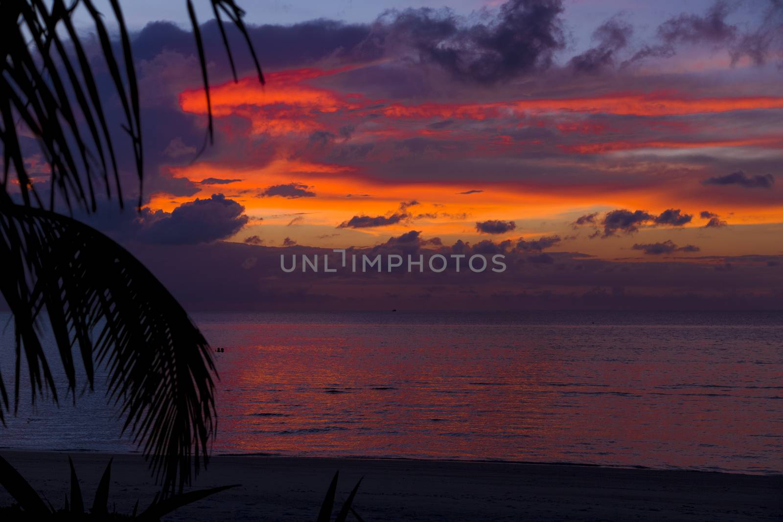 Silhouette of a palm tree in the sunset in the Maldives. The palm tree is situated in front of the frame. There is an amazing contrasts of tones with the colors and the clouds.