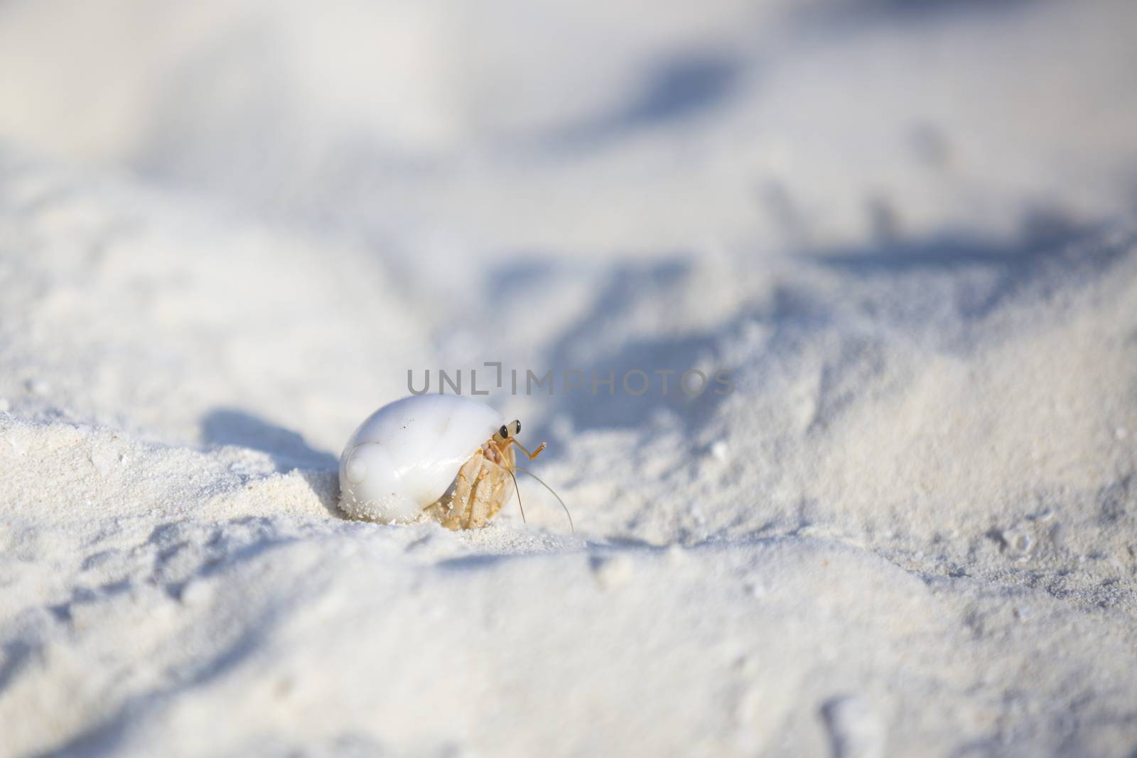 Hermit crab walking in the sand. Both the sand and the crab are purely white.