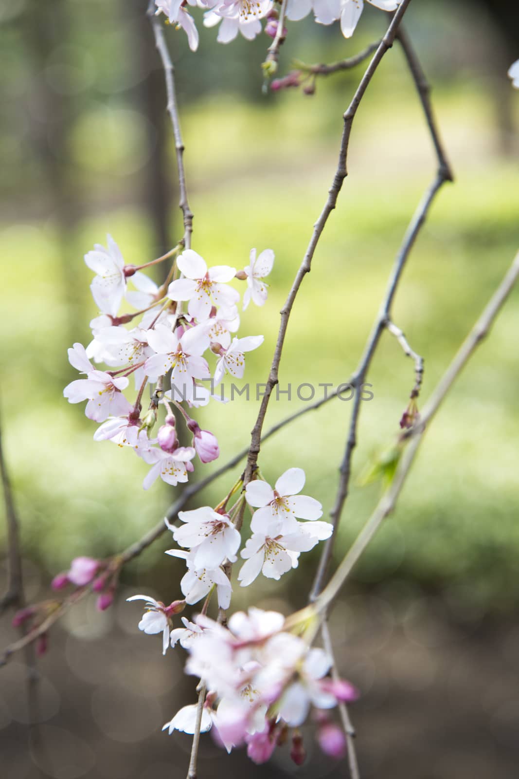 Cherries blossom in a branch by Nemida