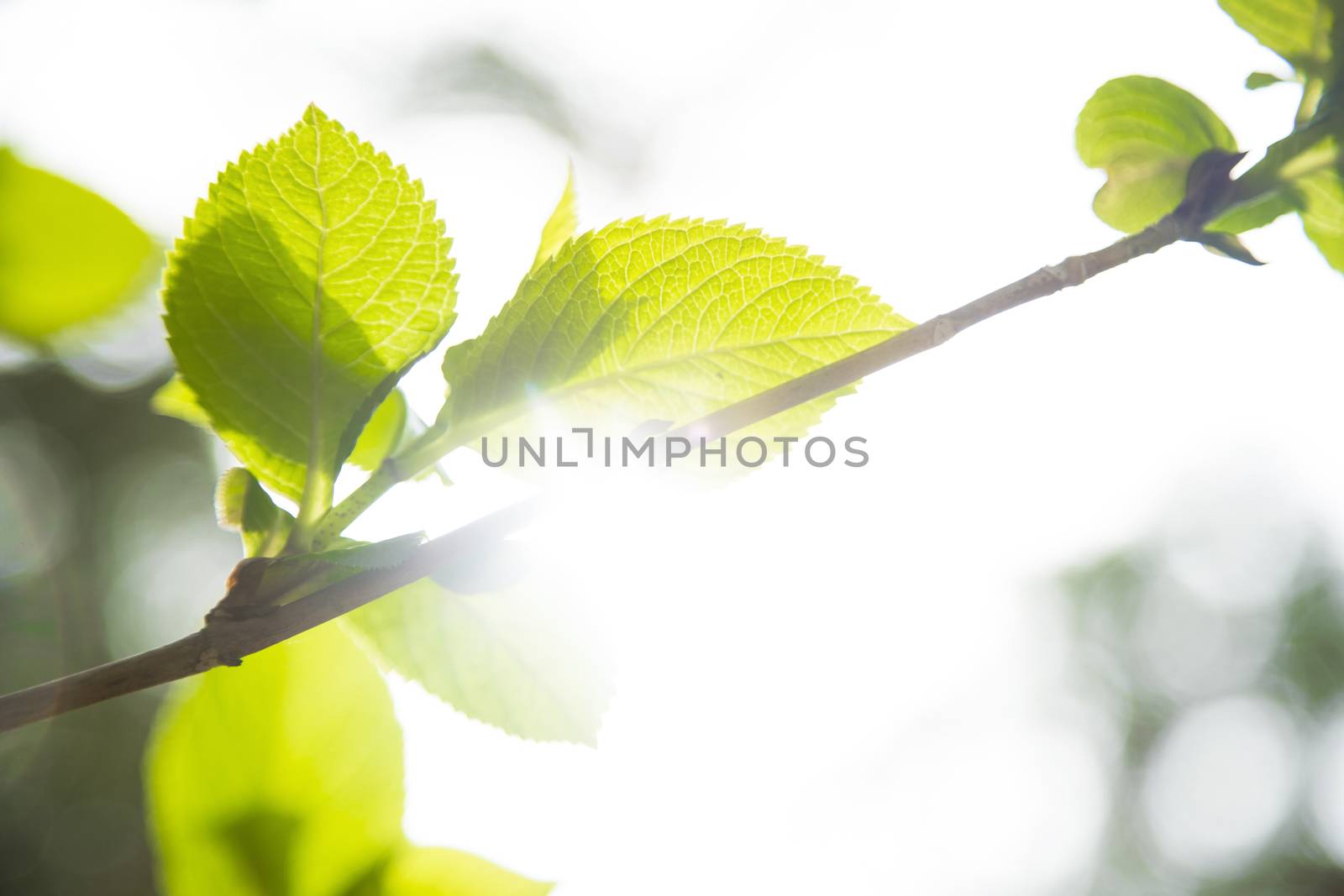 Bright plants with beautiful llight through them.