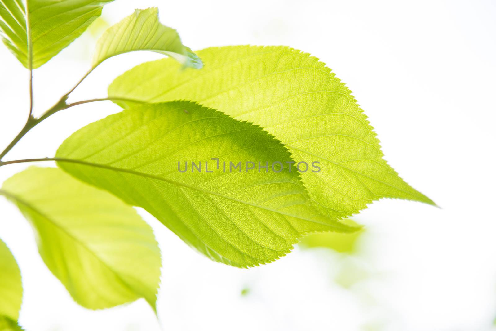 Bright plants with beautiful llight through them.