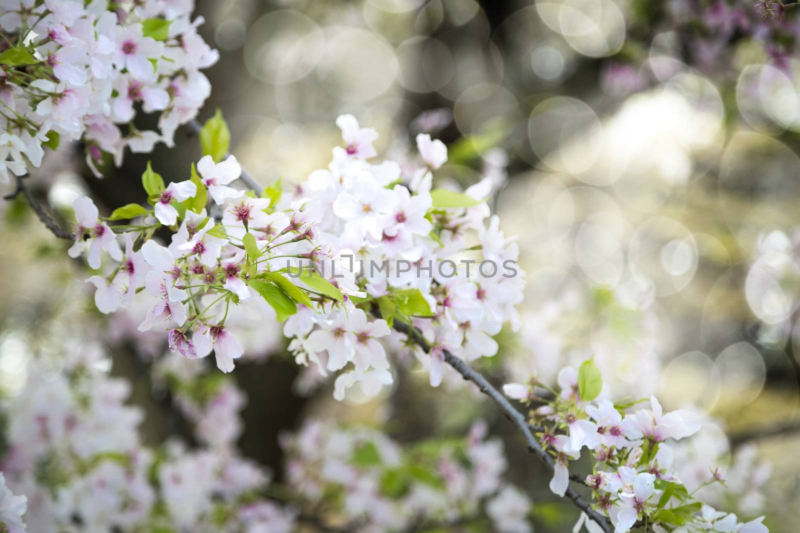 Beuatiful cherry blossom in the tree during the spring in Japan.