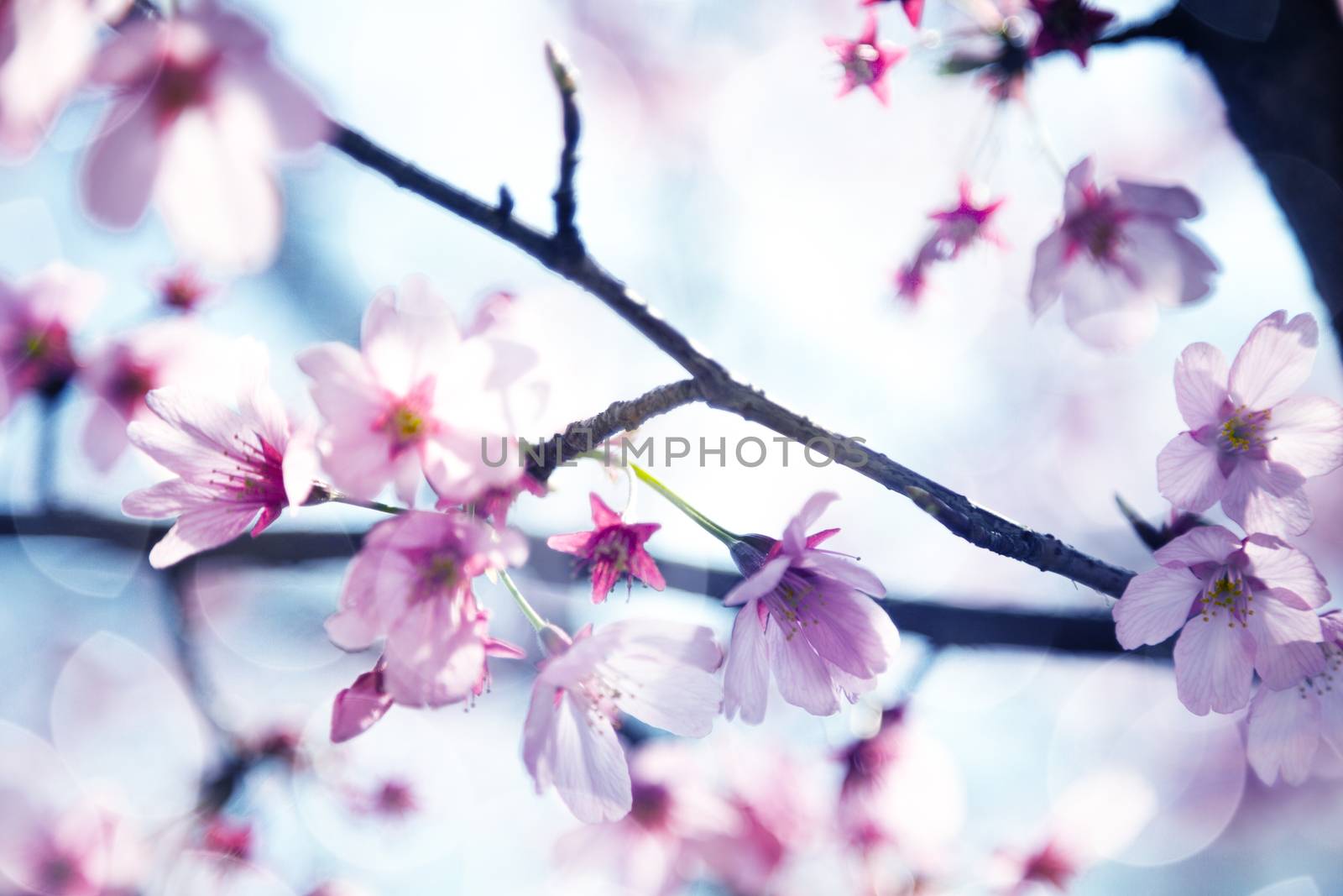 Beautiful sakura growing in a branch during spring.